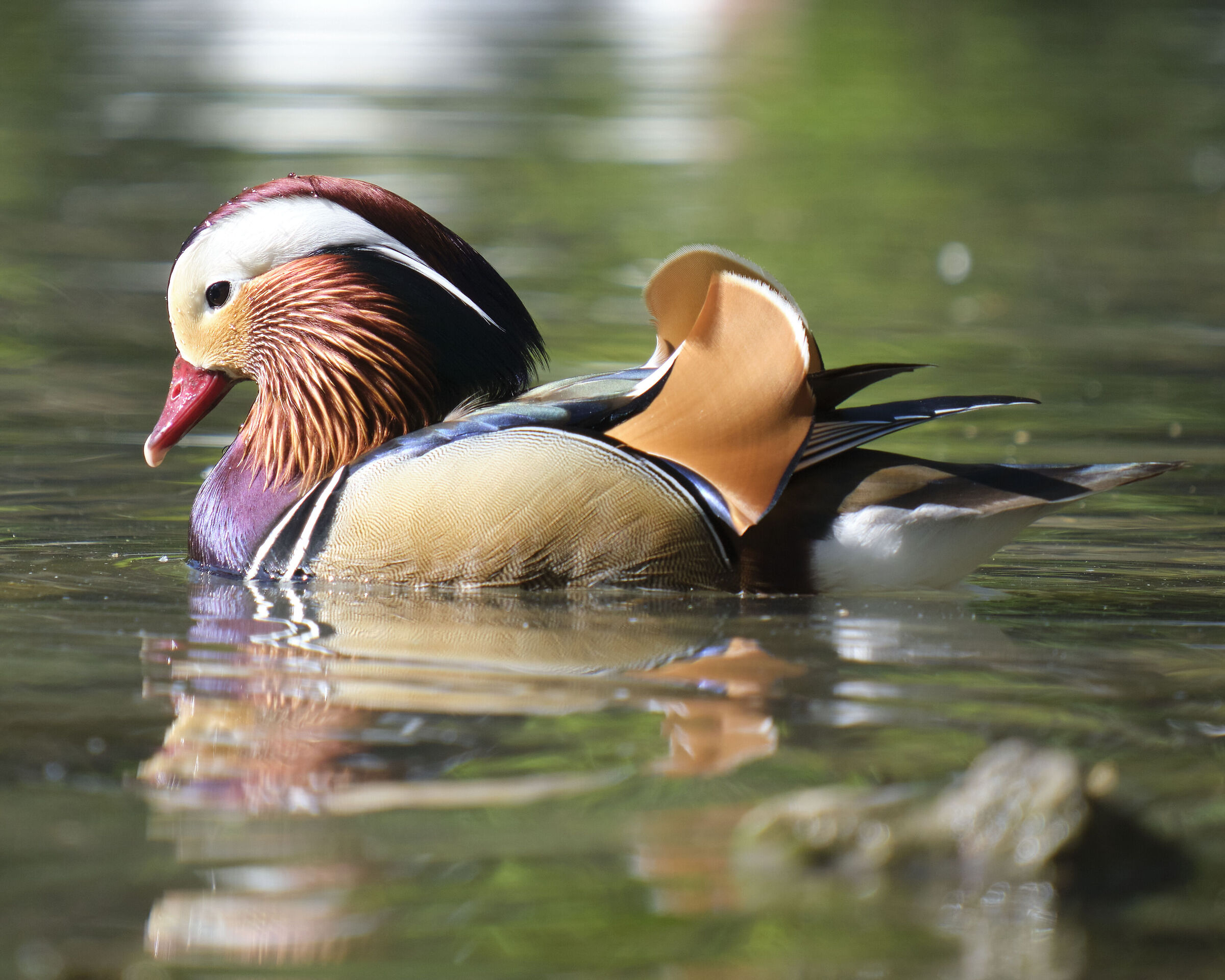 Mandarin duck