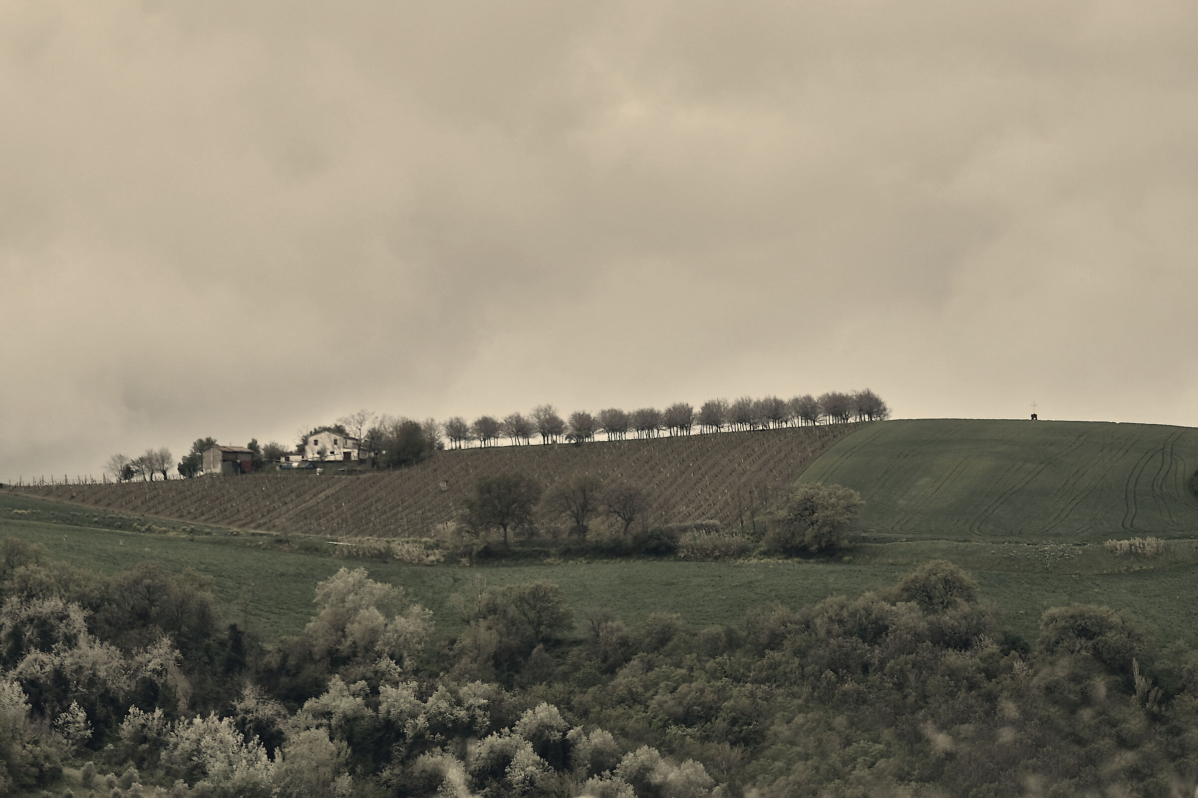colline del Verdicchio dei Castelli di Jesi