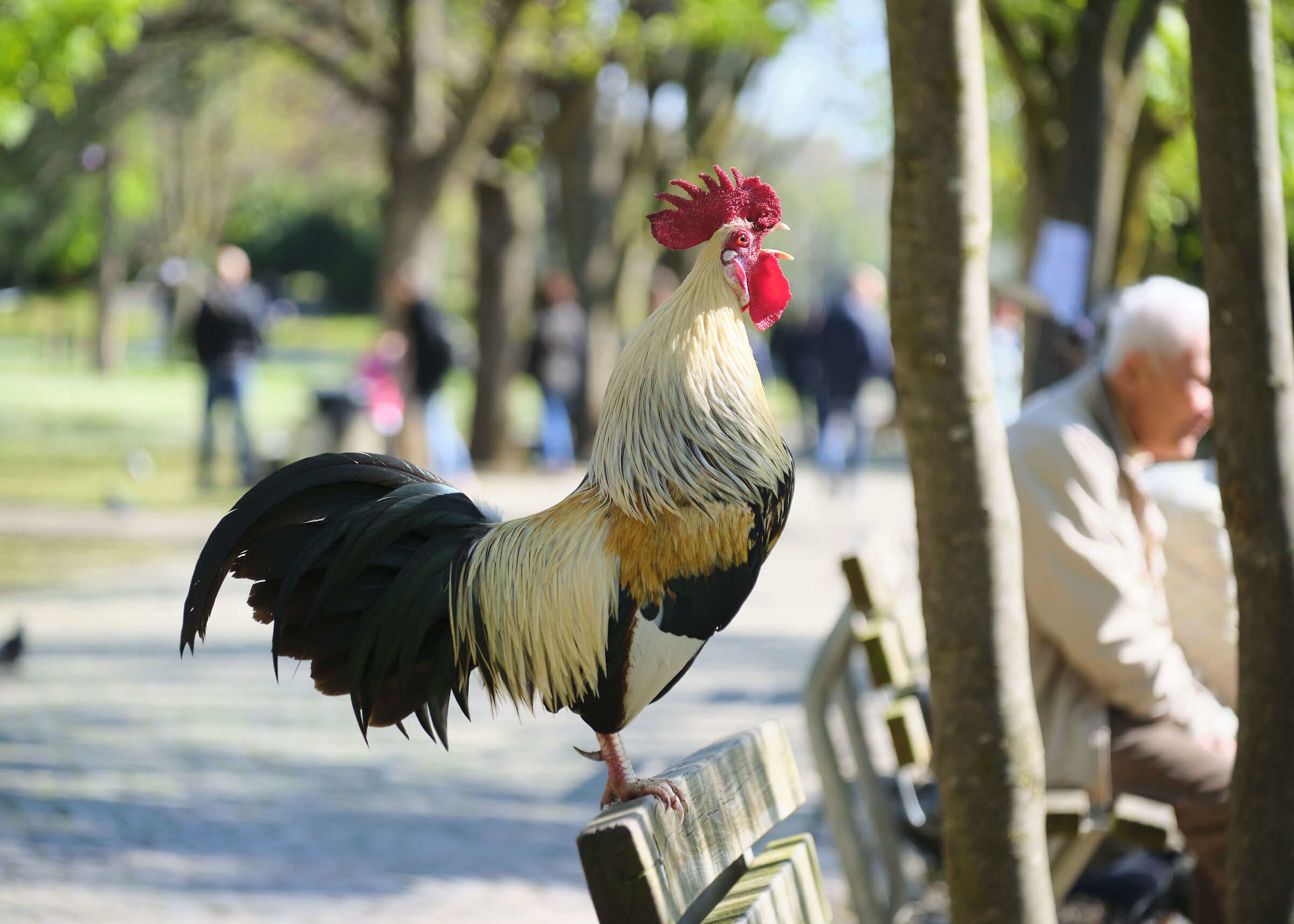 Rooster