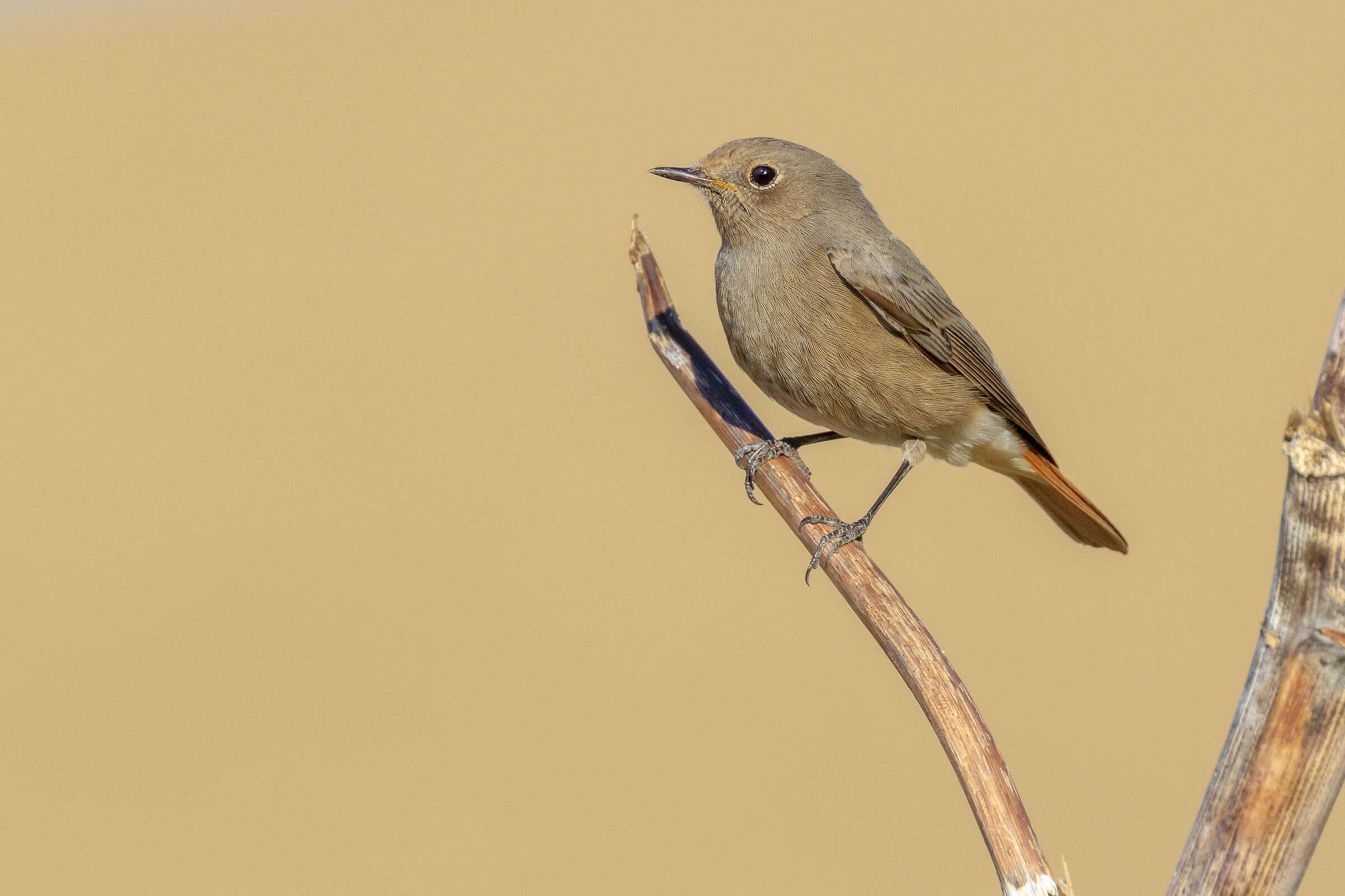 Redstart F.