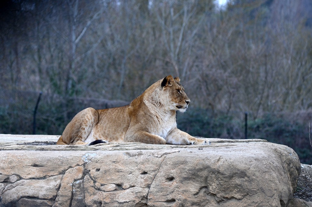 lioness