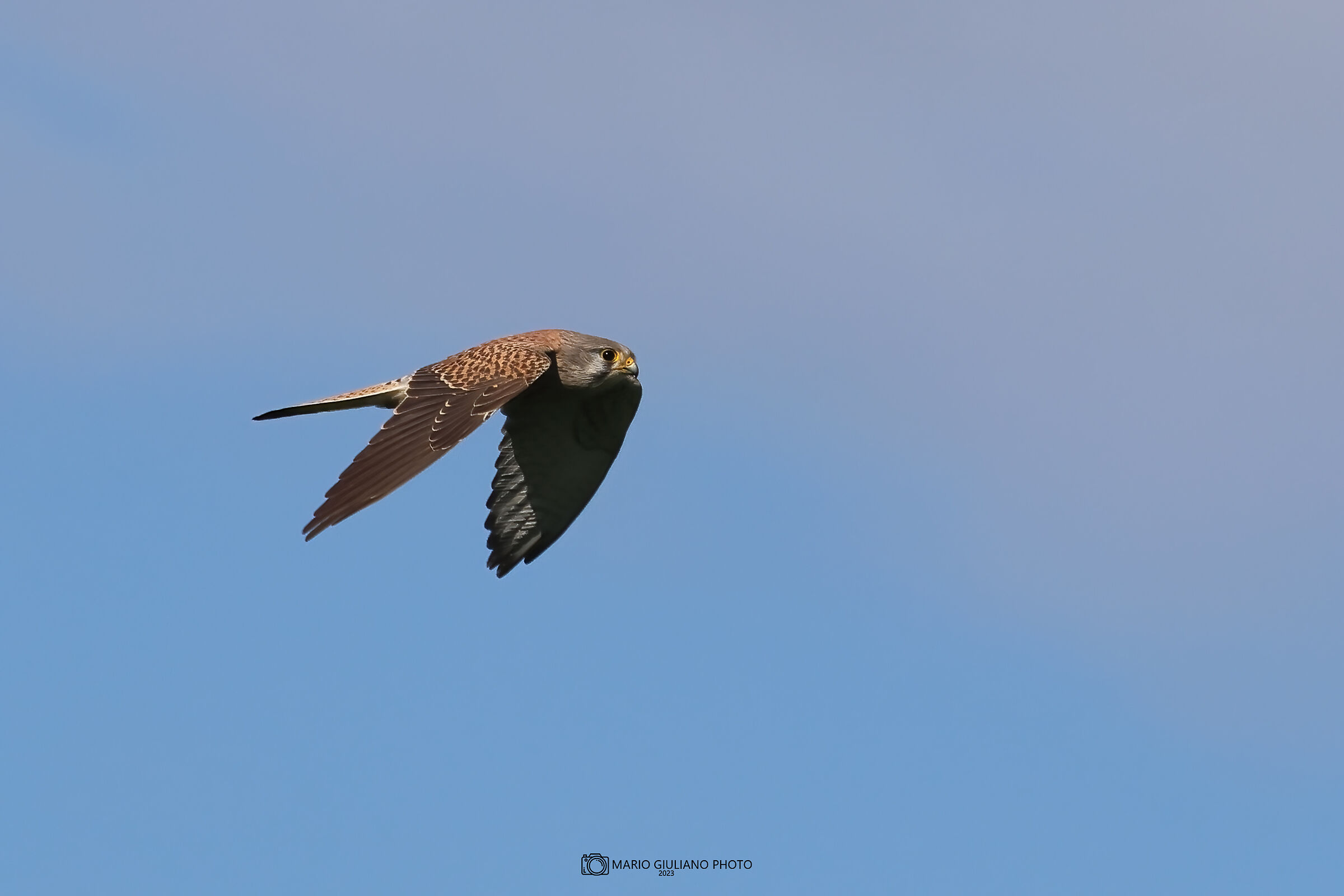 Kestrel