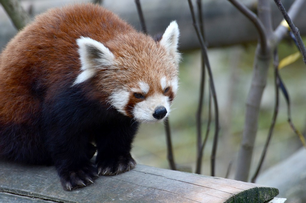 red panda