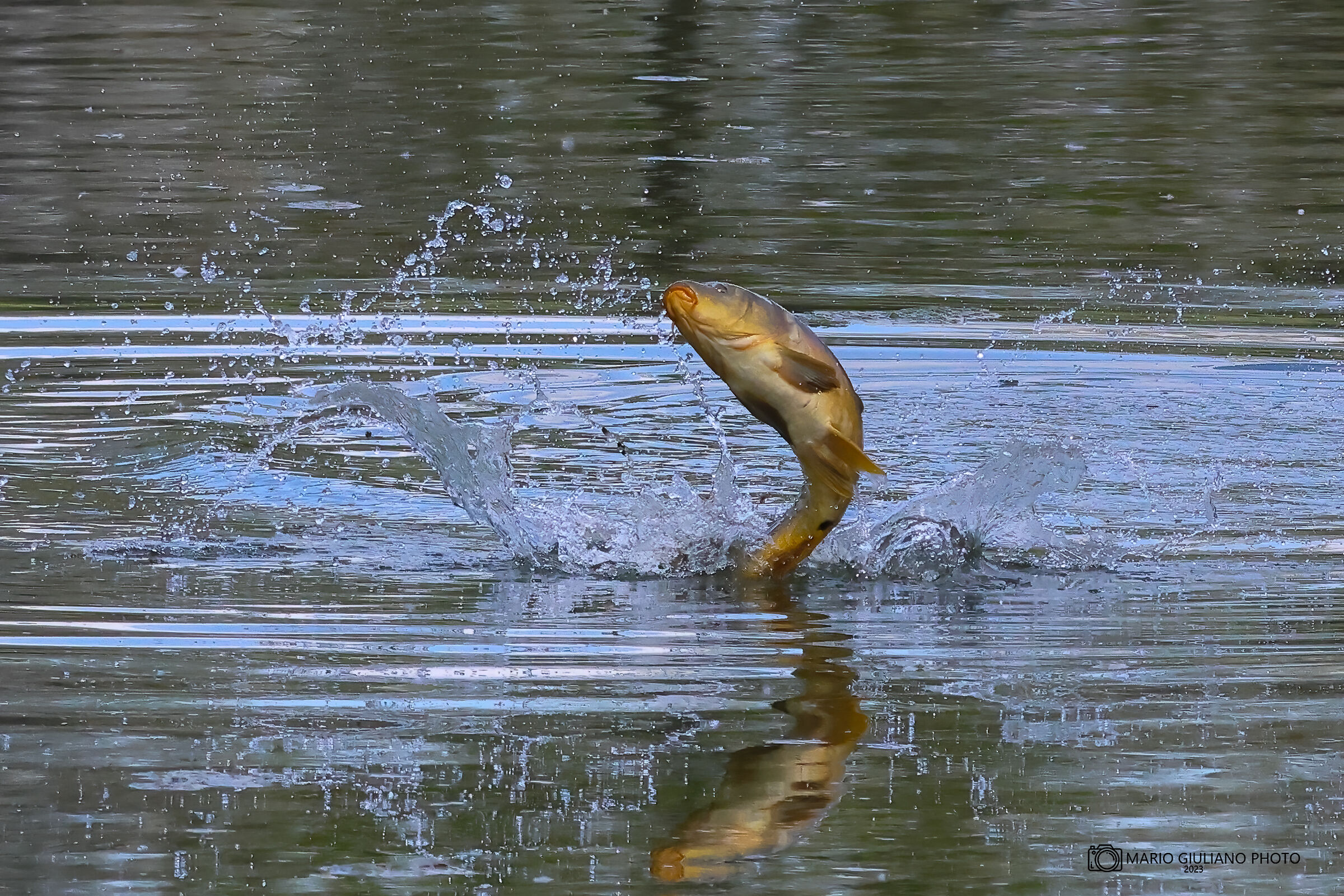 Carp