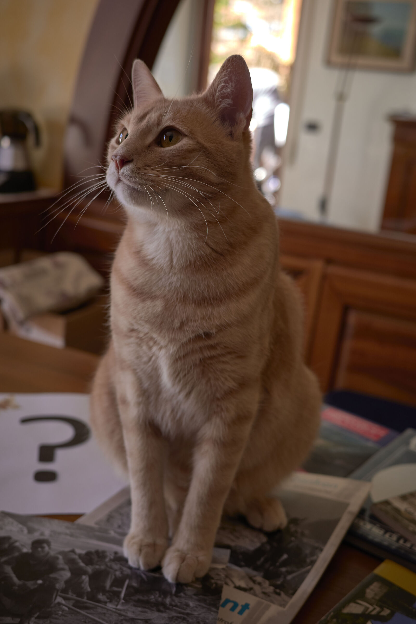 Paola's cat