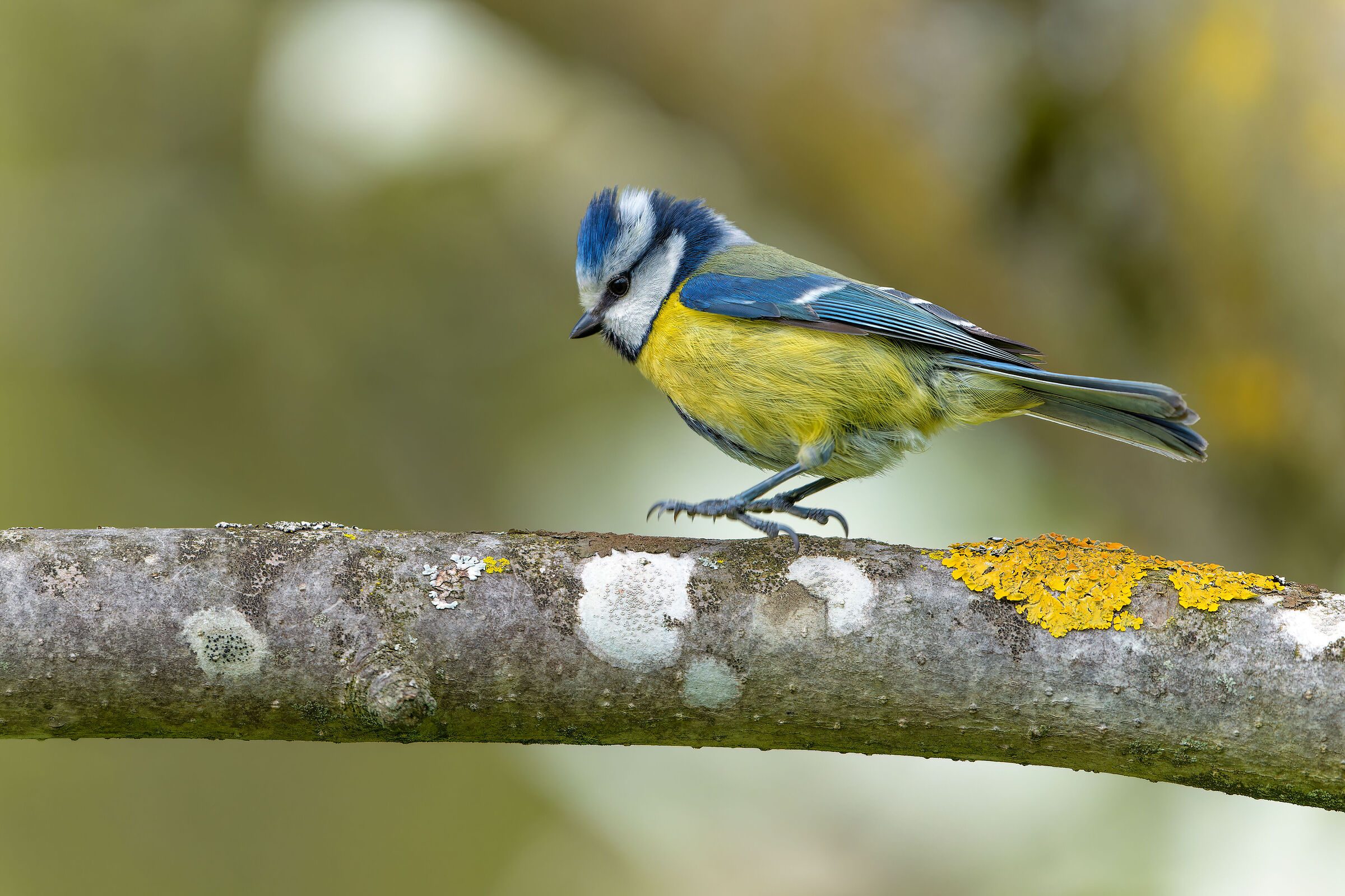 Hopping here and there