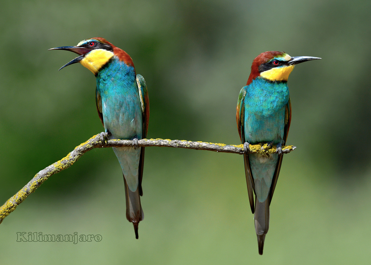 Sono arrabbiato con te, non guardarmi.