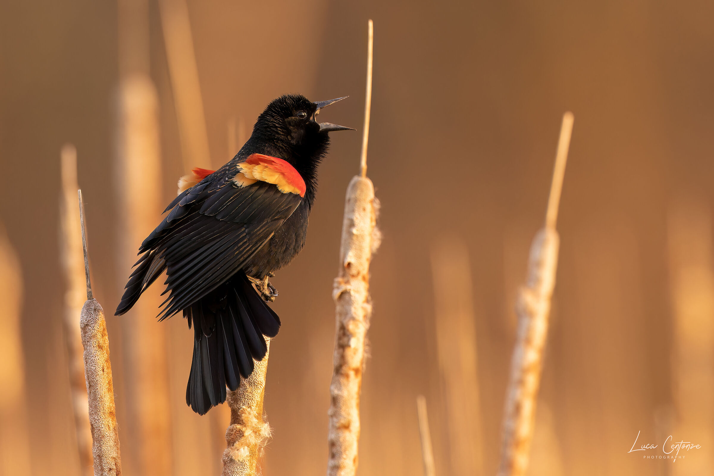 Red-winged blackbird