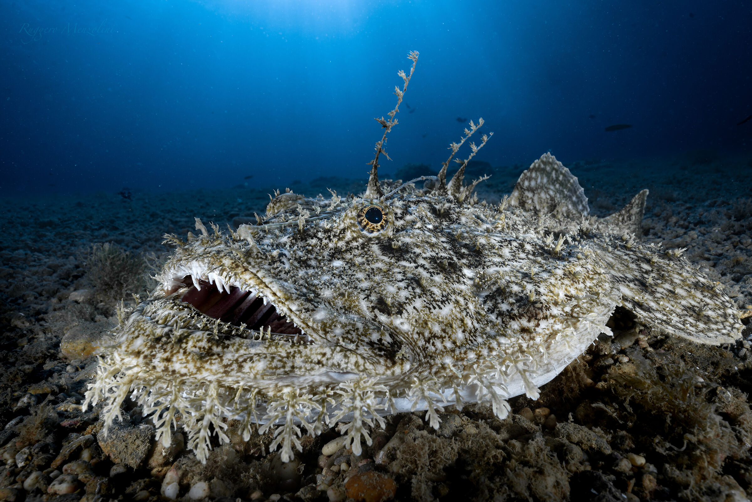 Un mostro meraviglioso