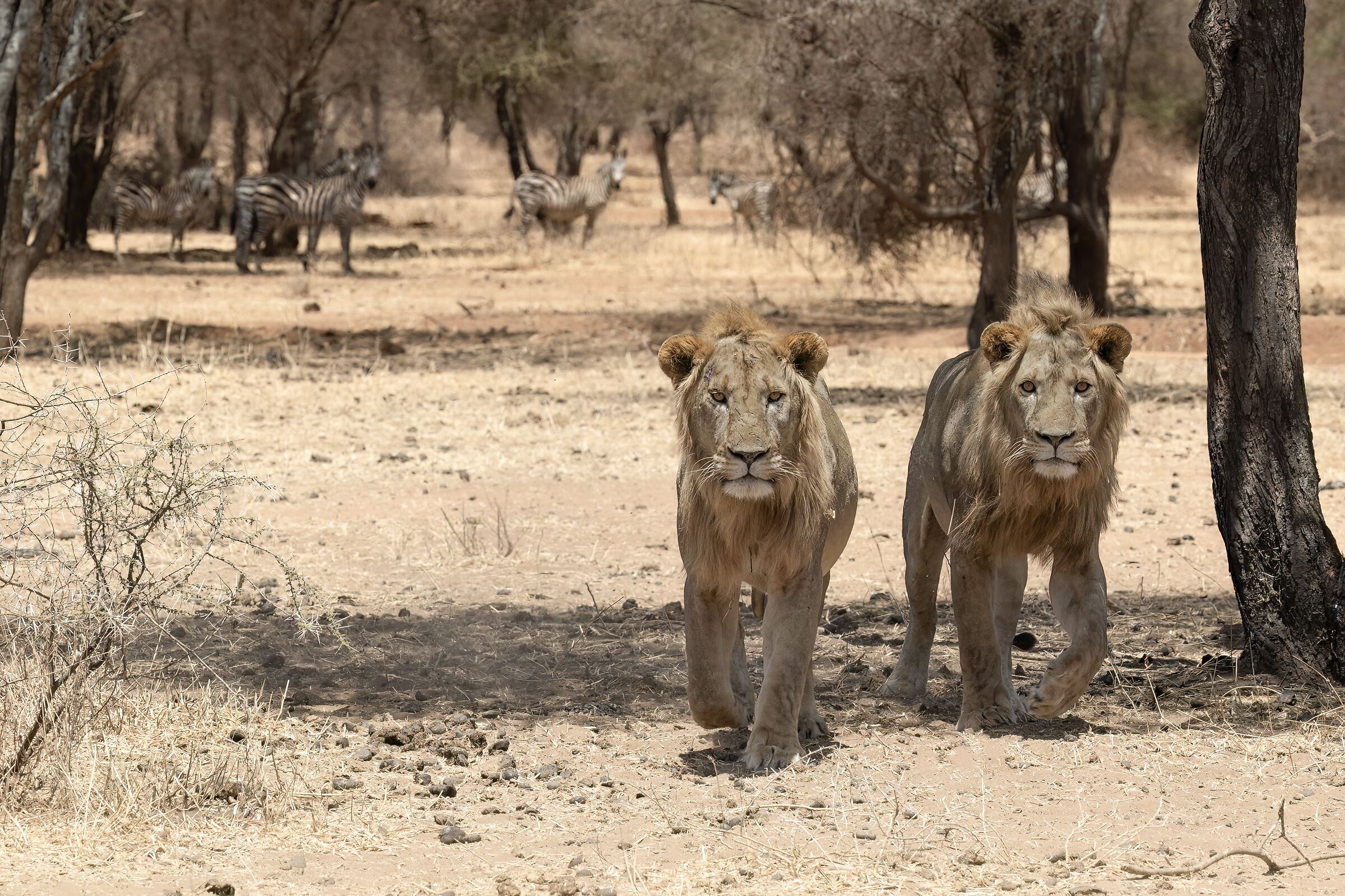 Watch out for those two!