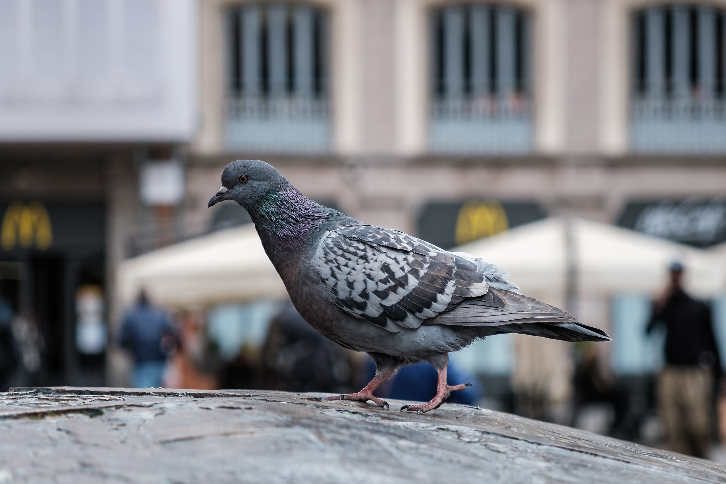 Pigeon