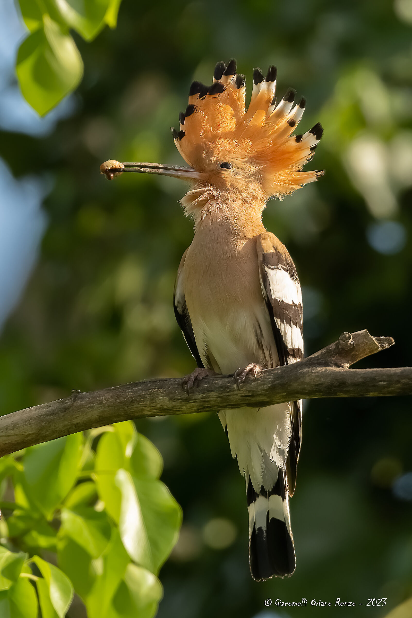 Hoopoe
