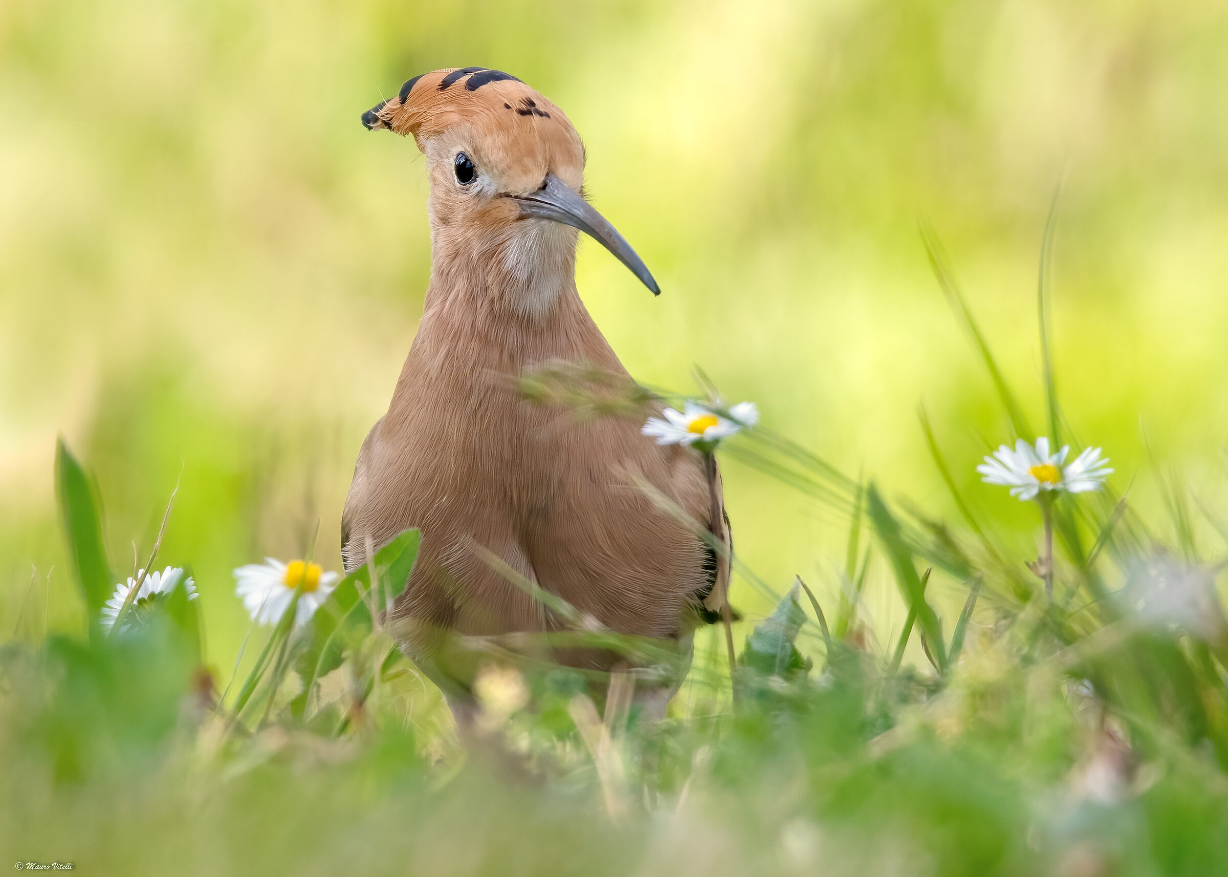 Hoopoe (Hoopoe epops)