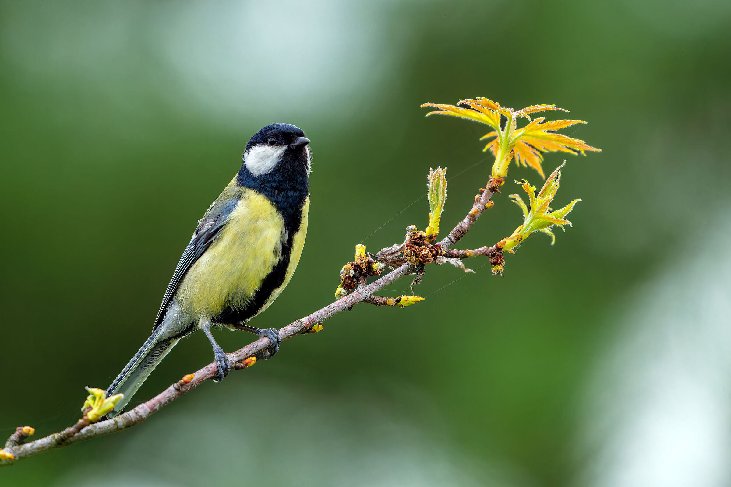 Parus Major