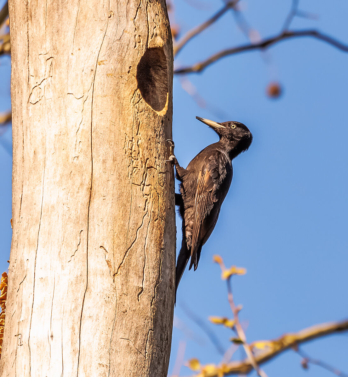 Picchio nero femmina
