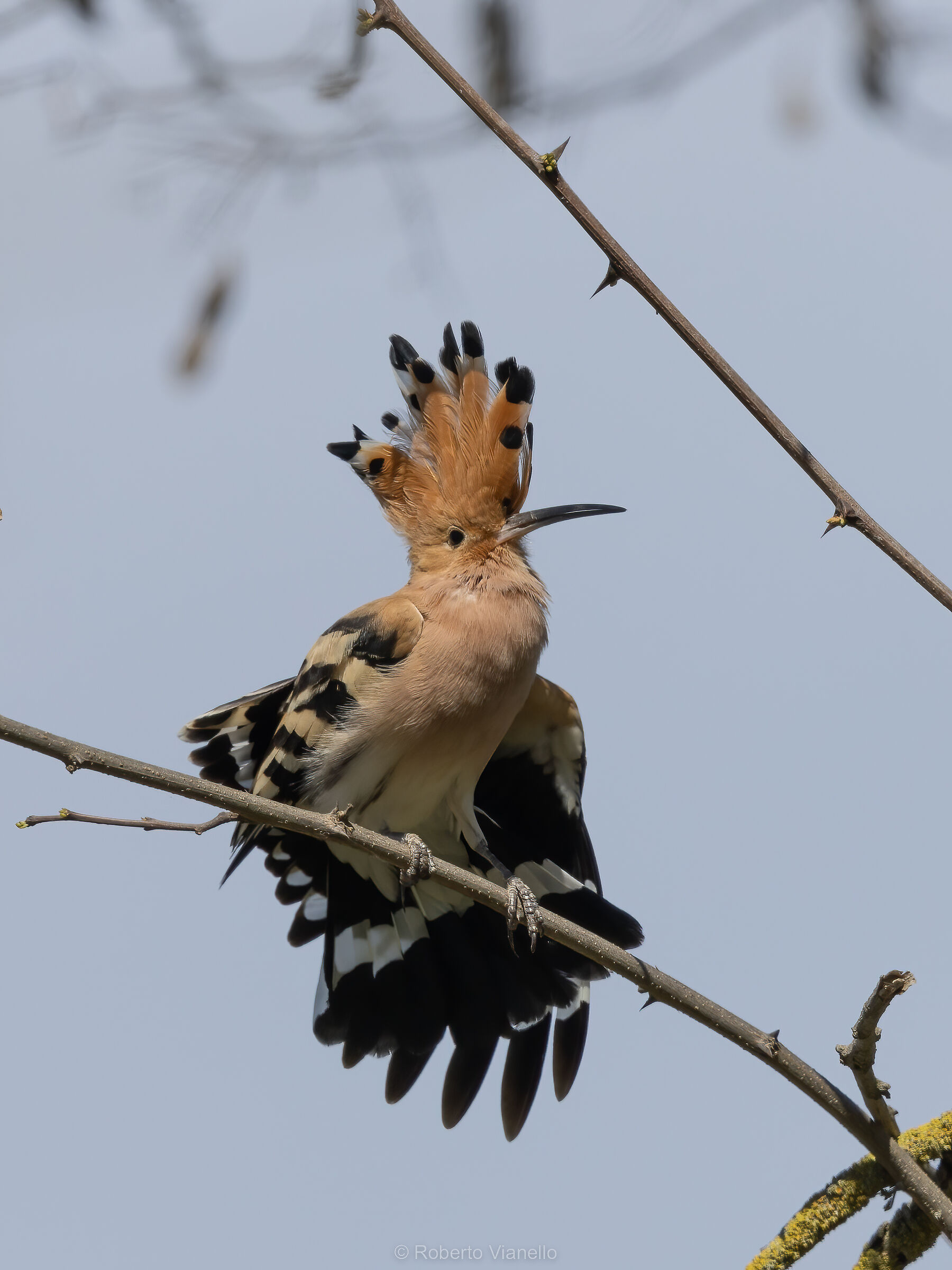Upupa (Upupa epops)