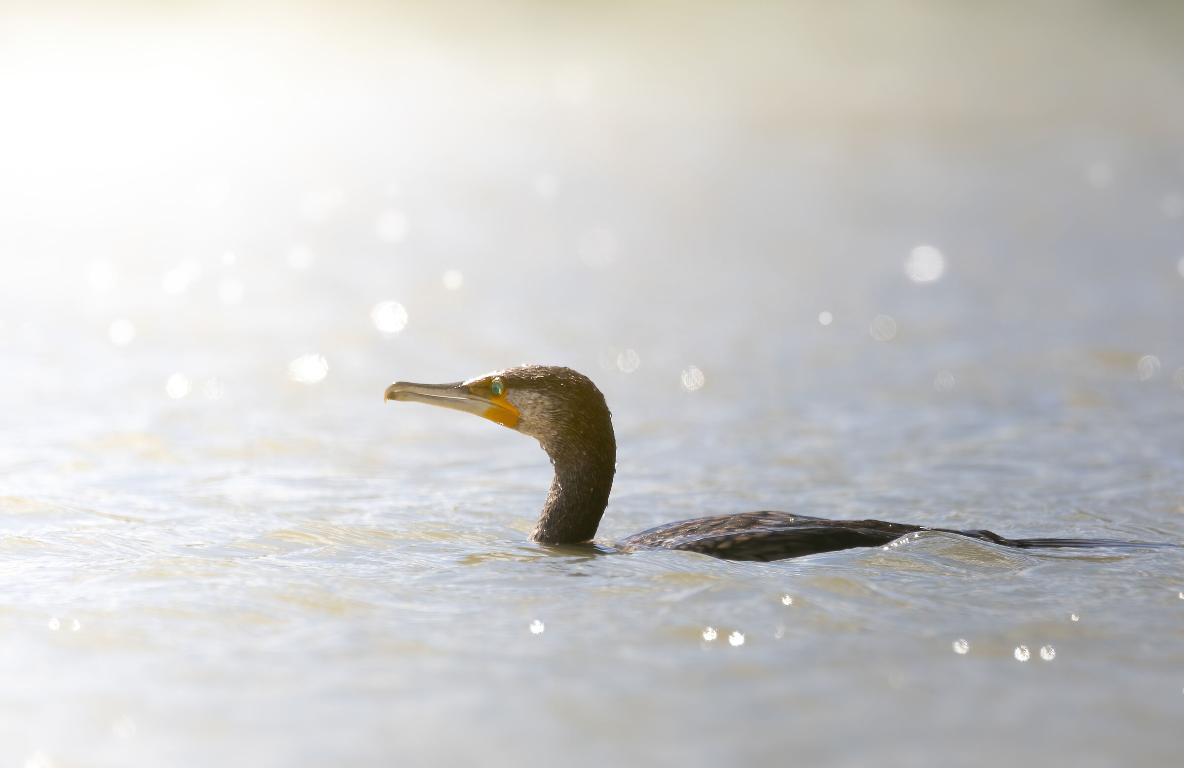 Fishing in the evening