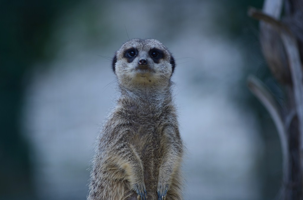 Meerkats
