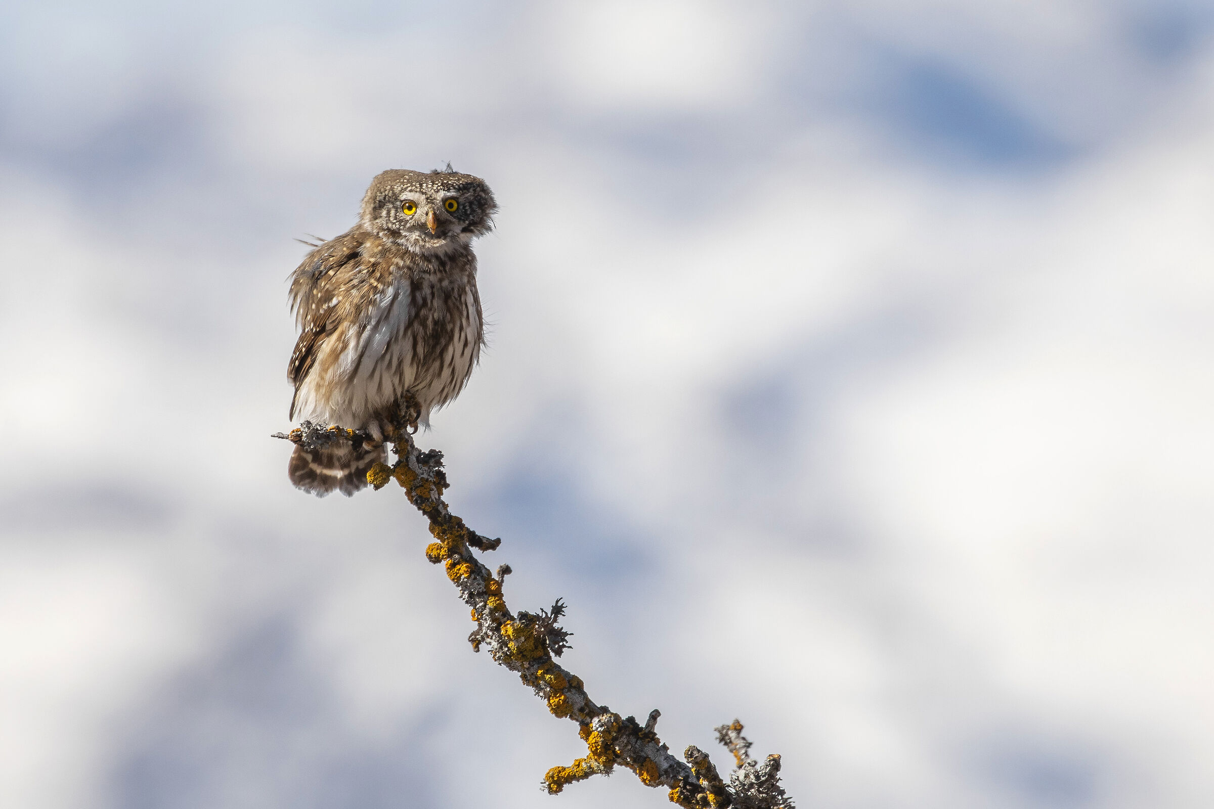 Civetta nana tra le cime del Brenta