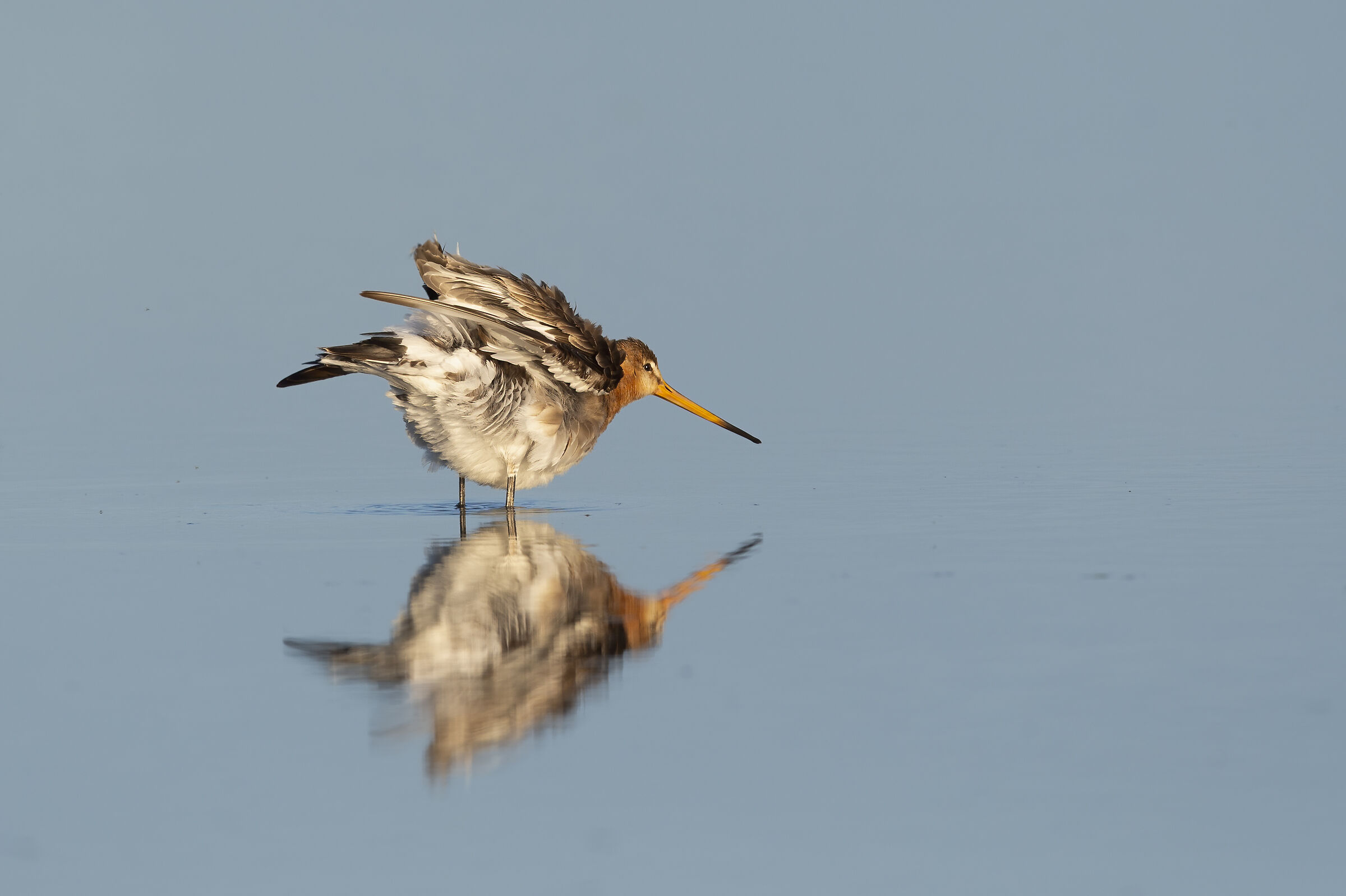 Pittima reale (Limosa limosa)