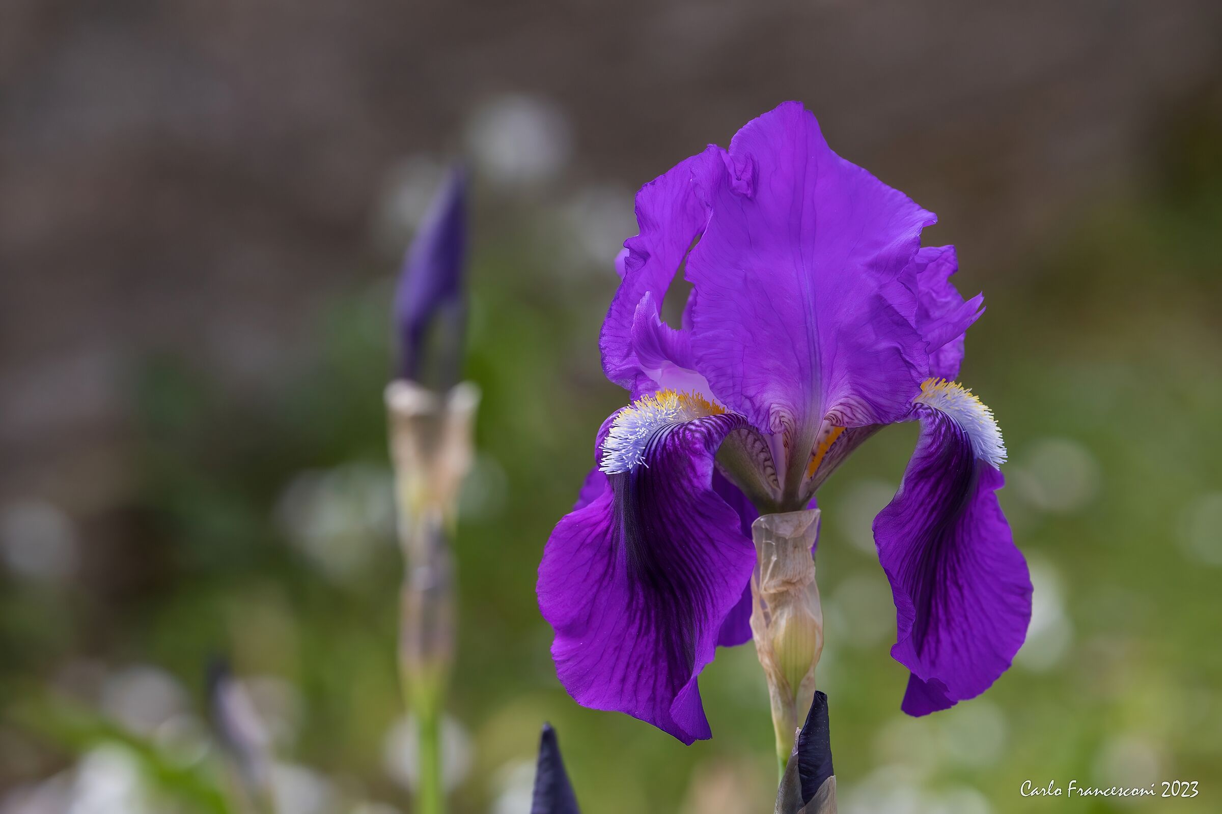April Iris