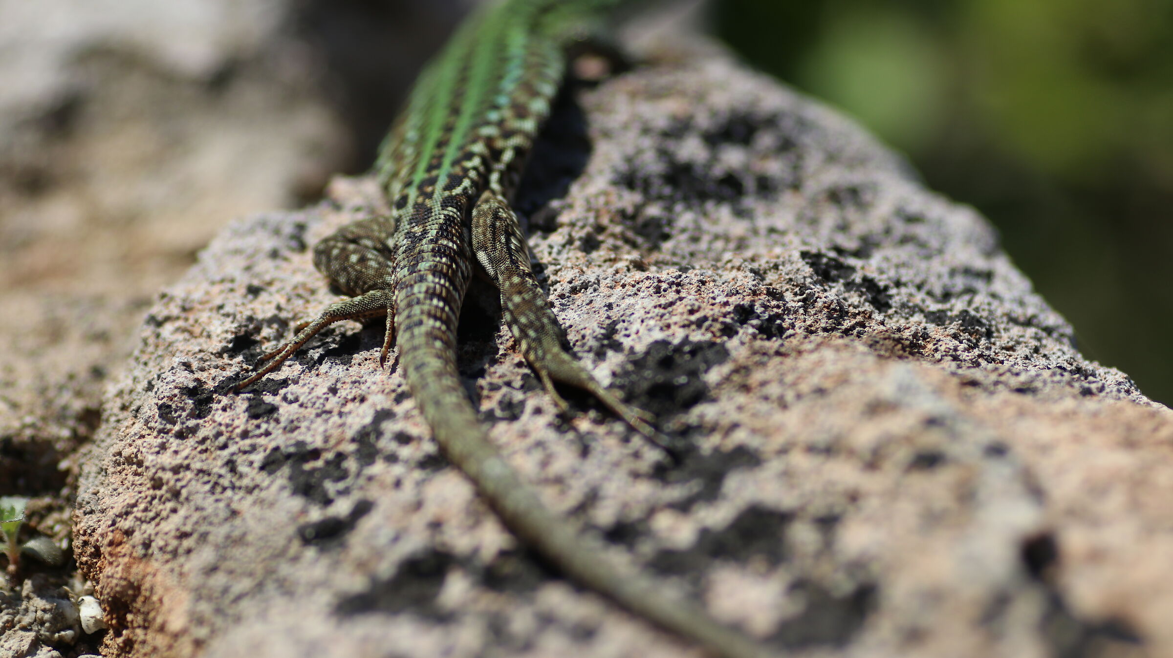 @ 2.5, Crop 216, Canon 135 F. 2 L Usm - D 80