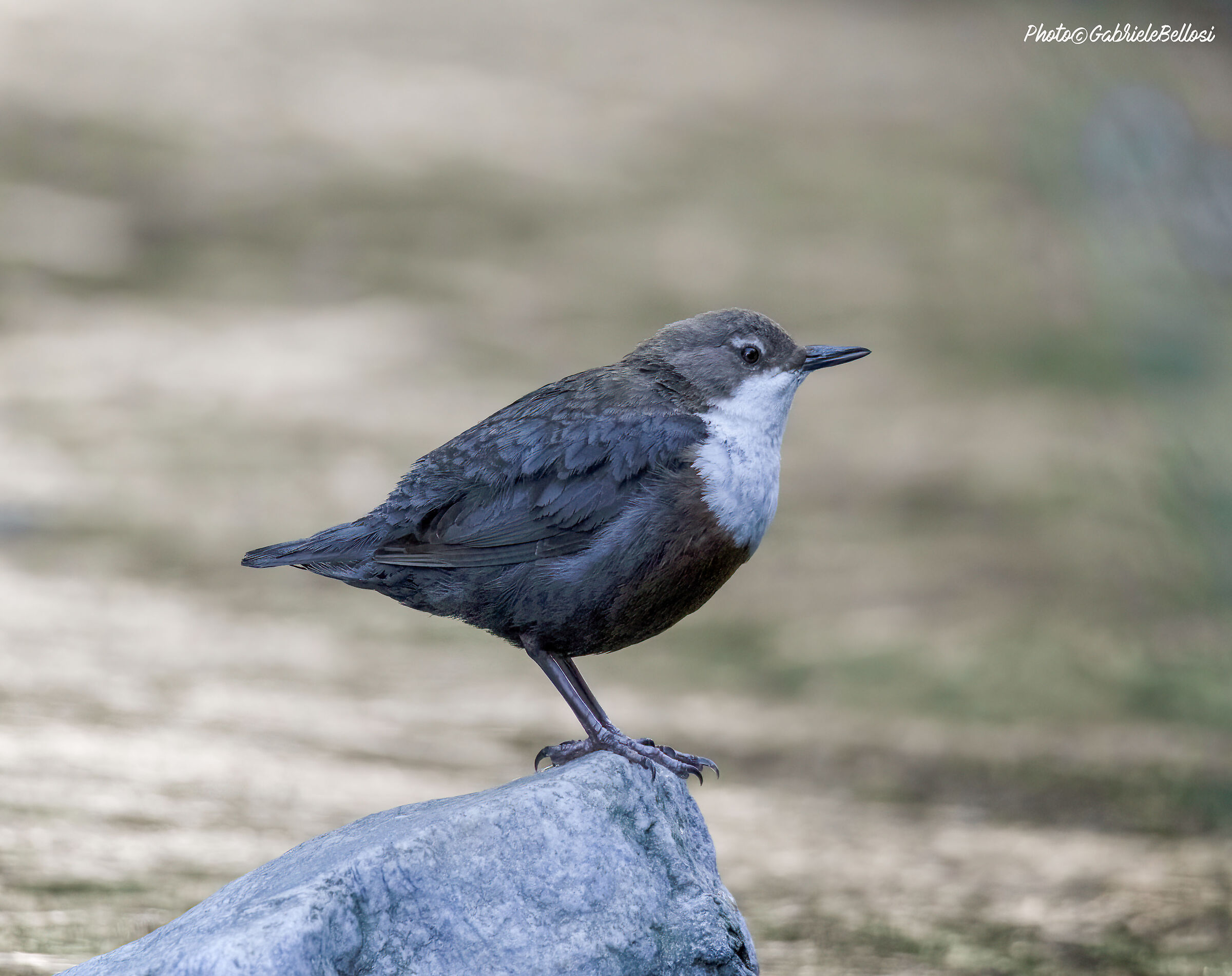 white-throated dipper