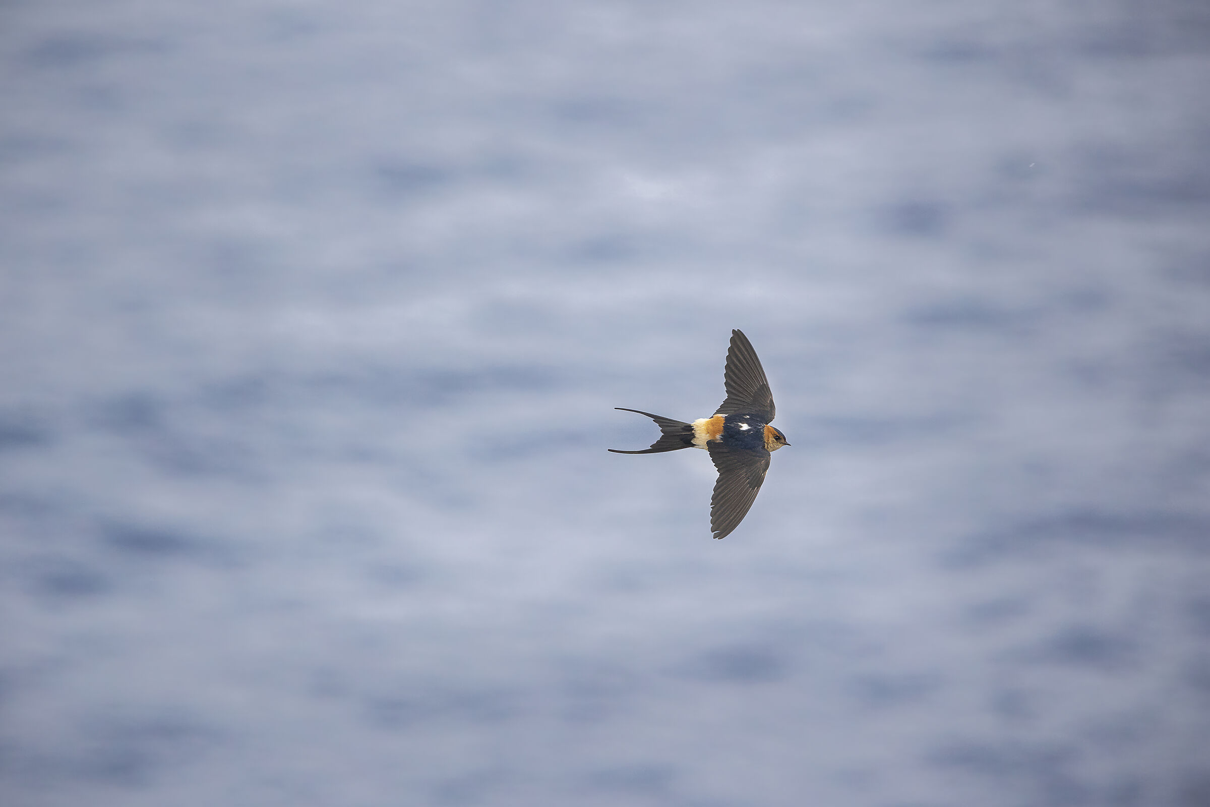Reddish swallow on the sea
