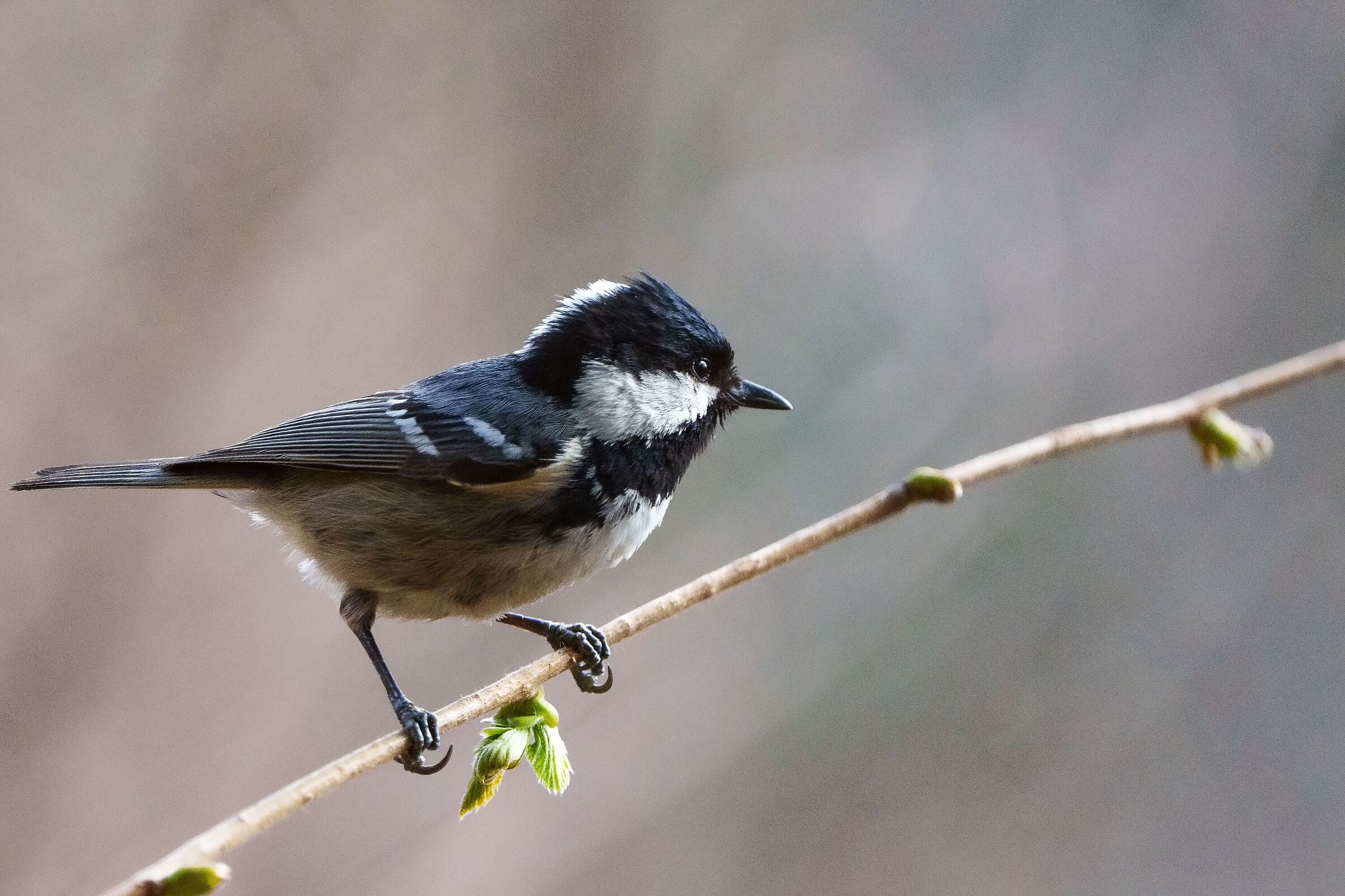 Titmouse
