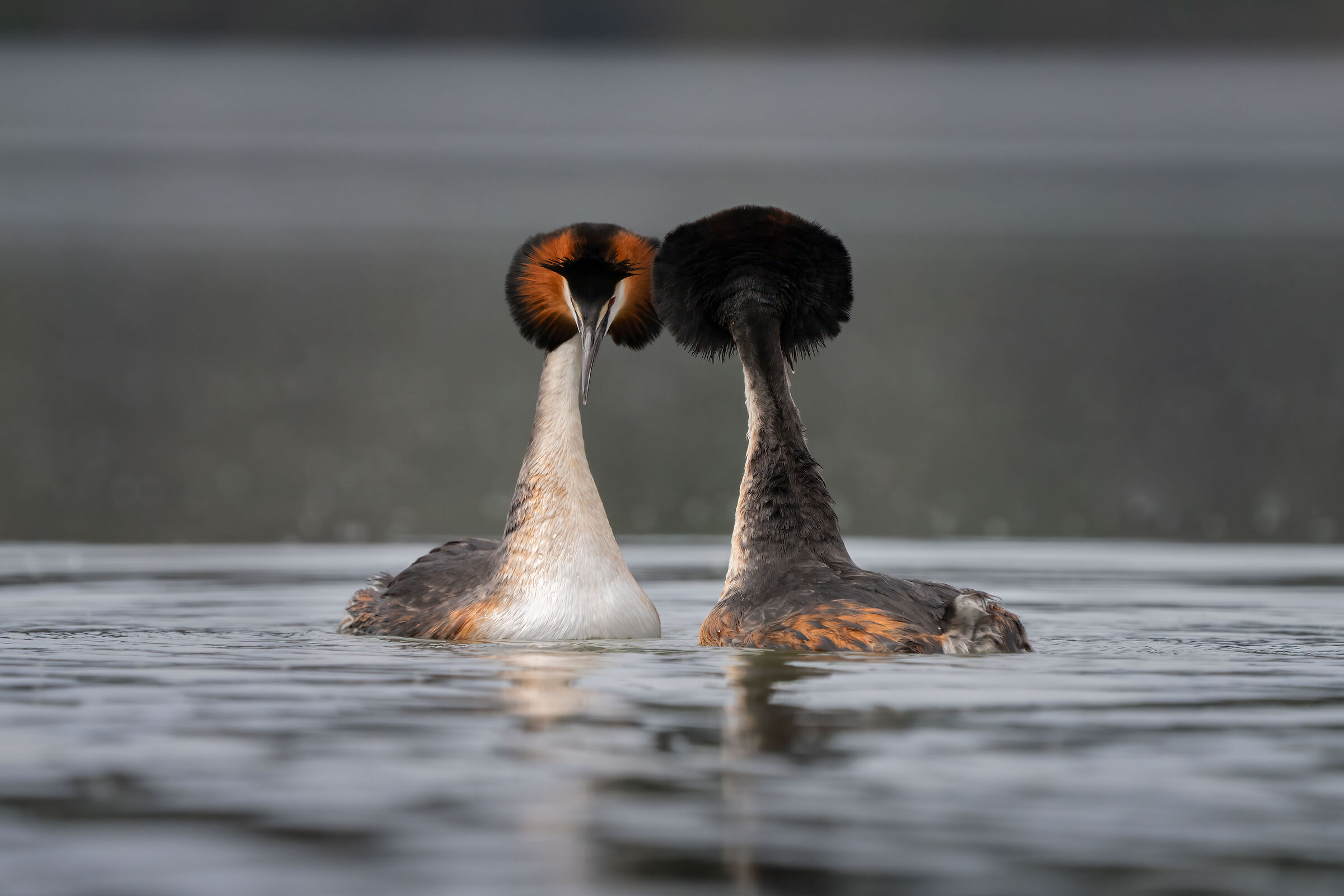 Proposta di fidanzamento