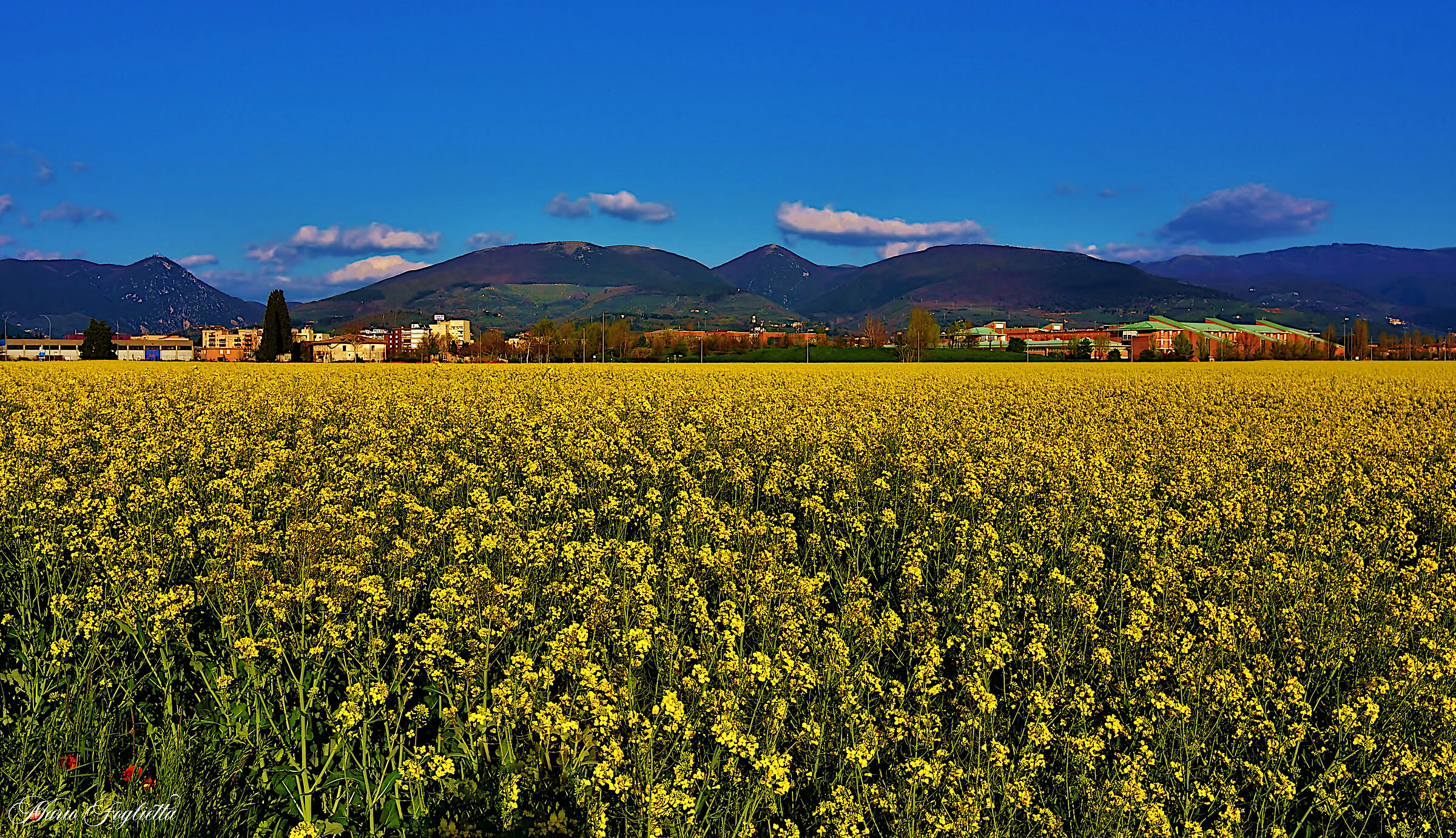 Primi fiori di primavera.........