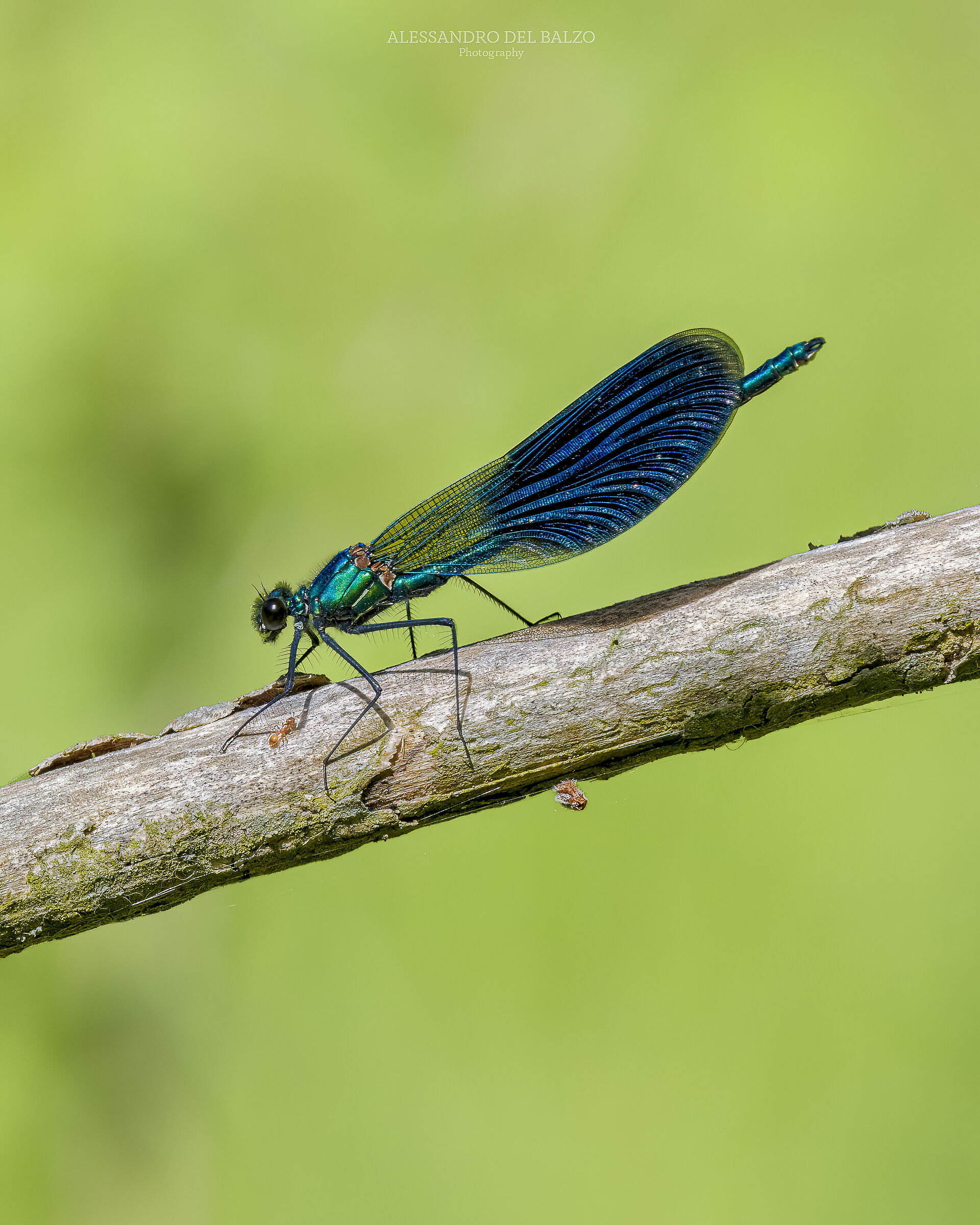 Calopteryx splendens