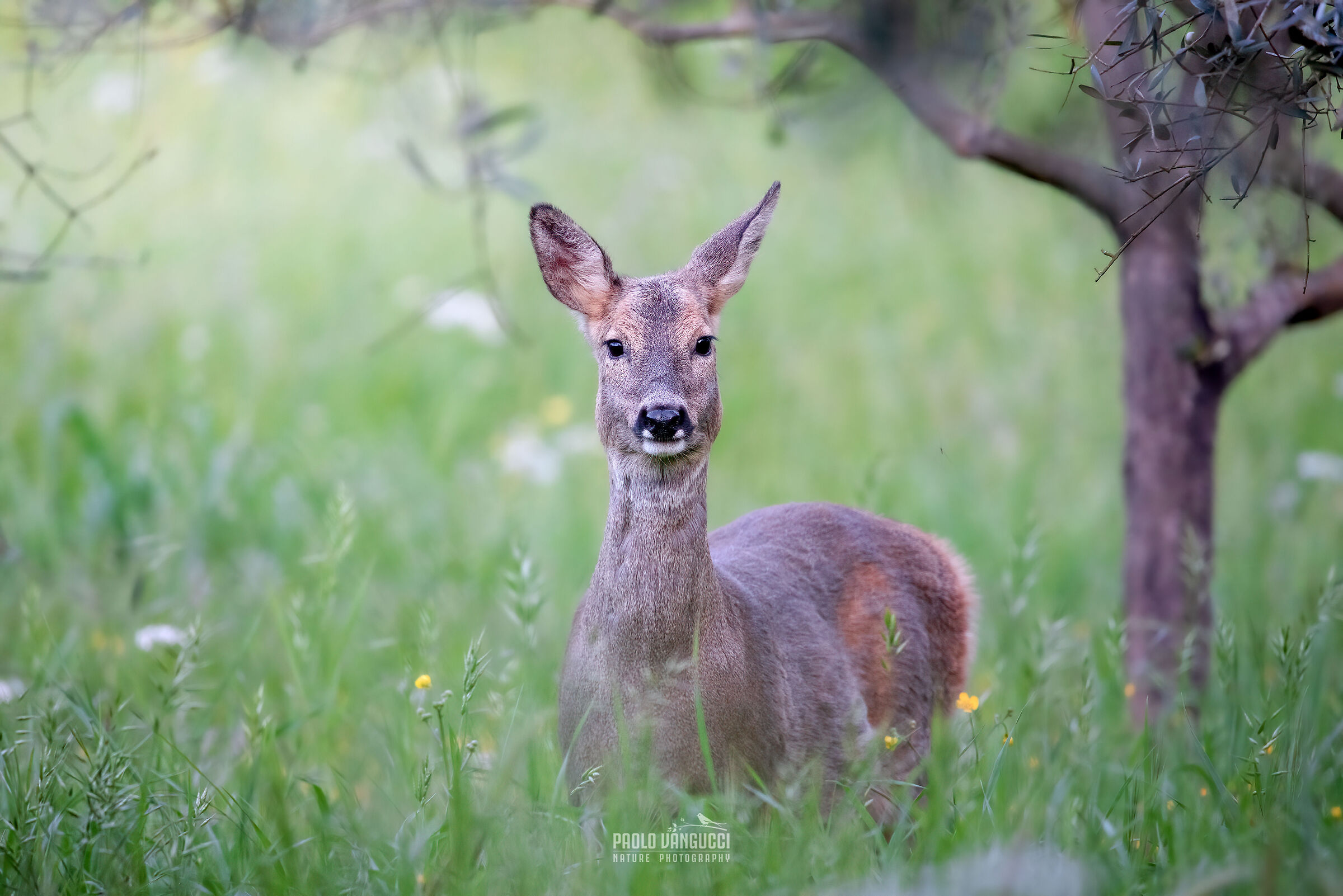 Roe deer f.