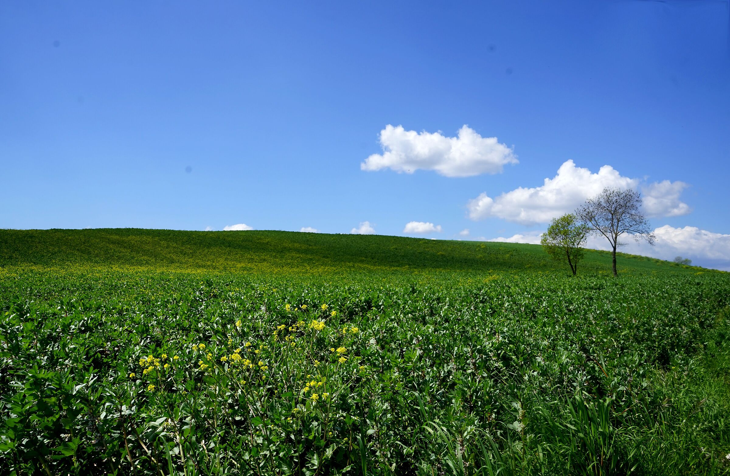 Maremma