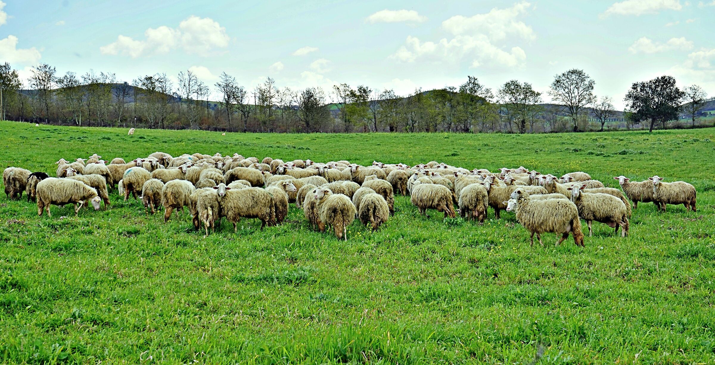Maremma