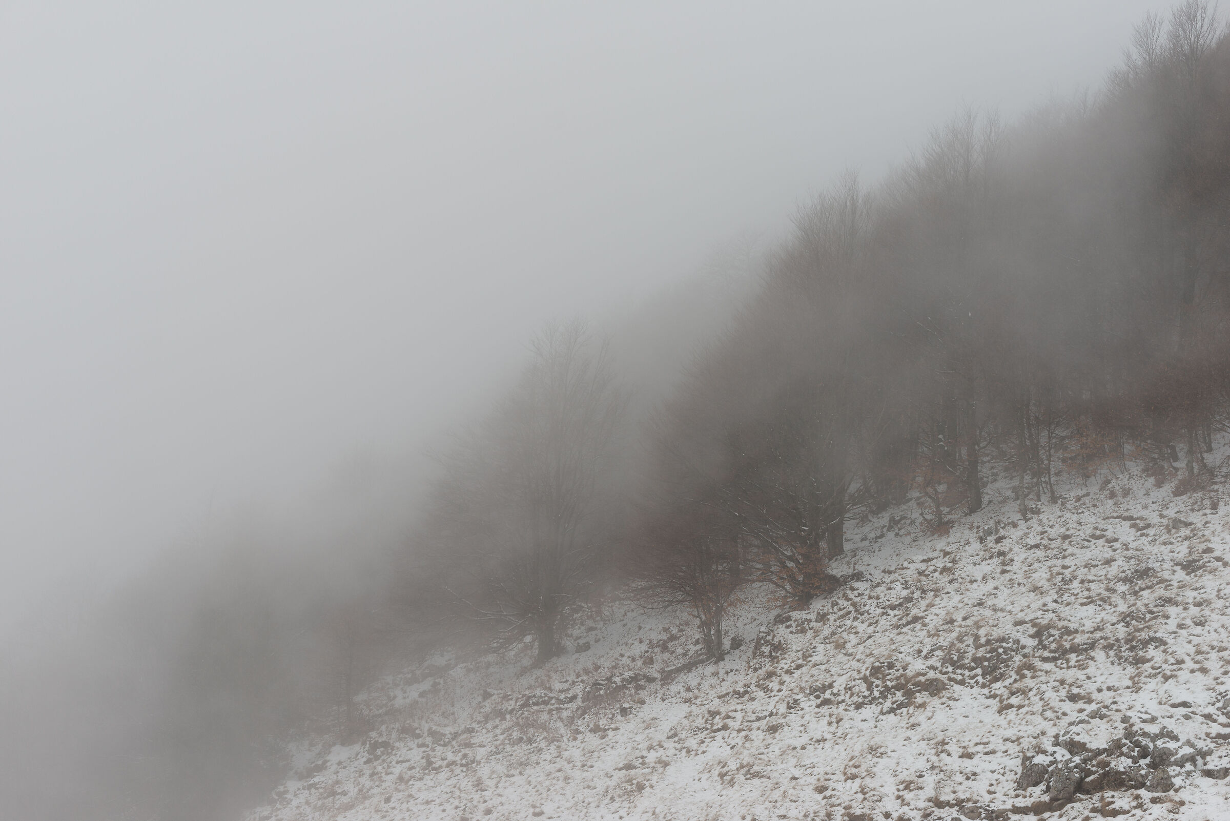 Bosco con nebbia e neve