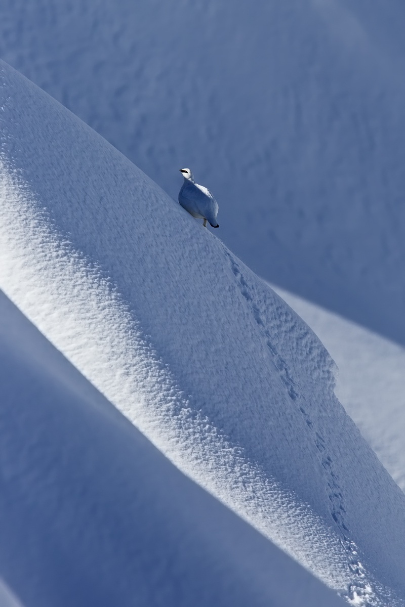 Solitudine in alta quota