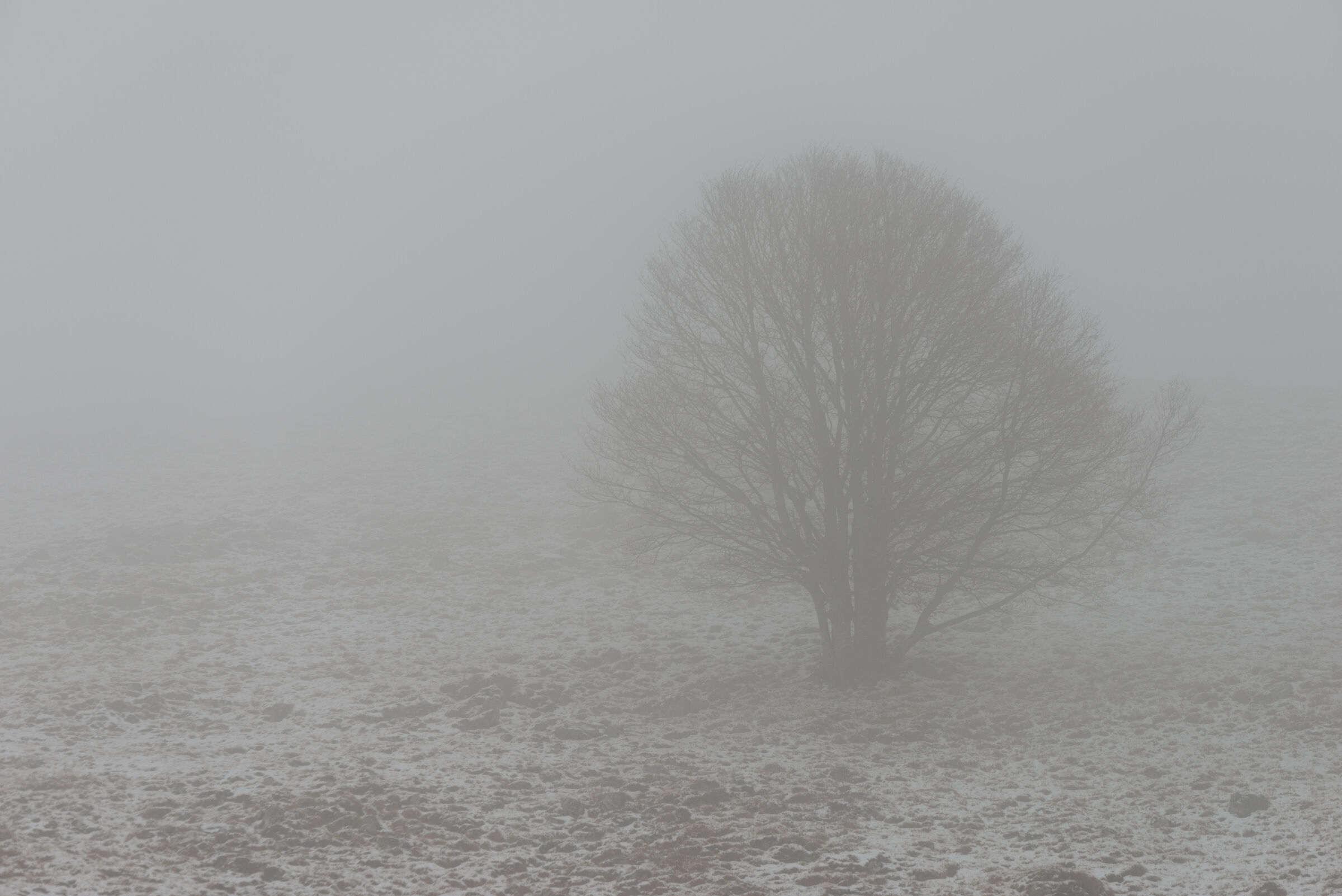 Albero in paesaggio innevato e nebbioso