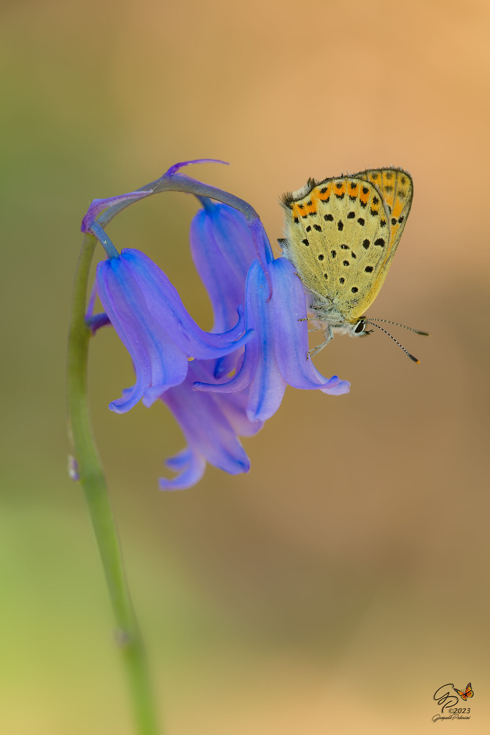 Lycaena tityrus