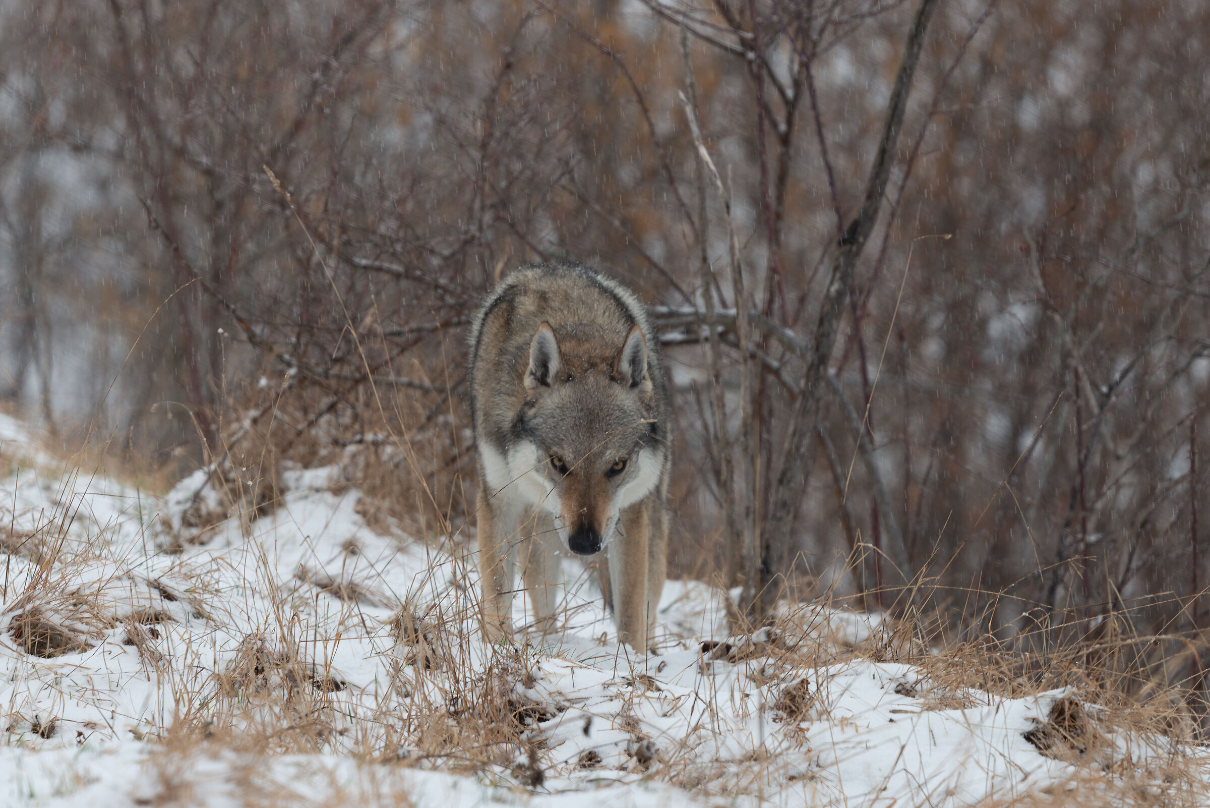 Snowy wolf angry wolf