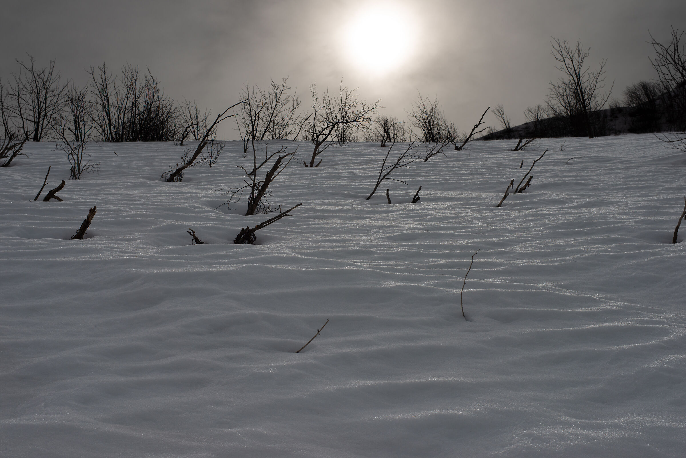 Mare di neve