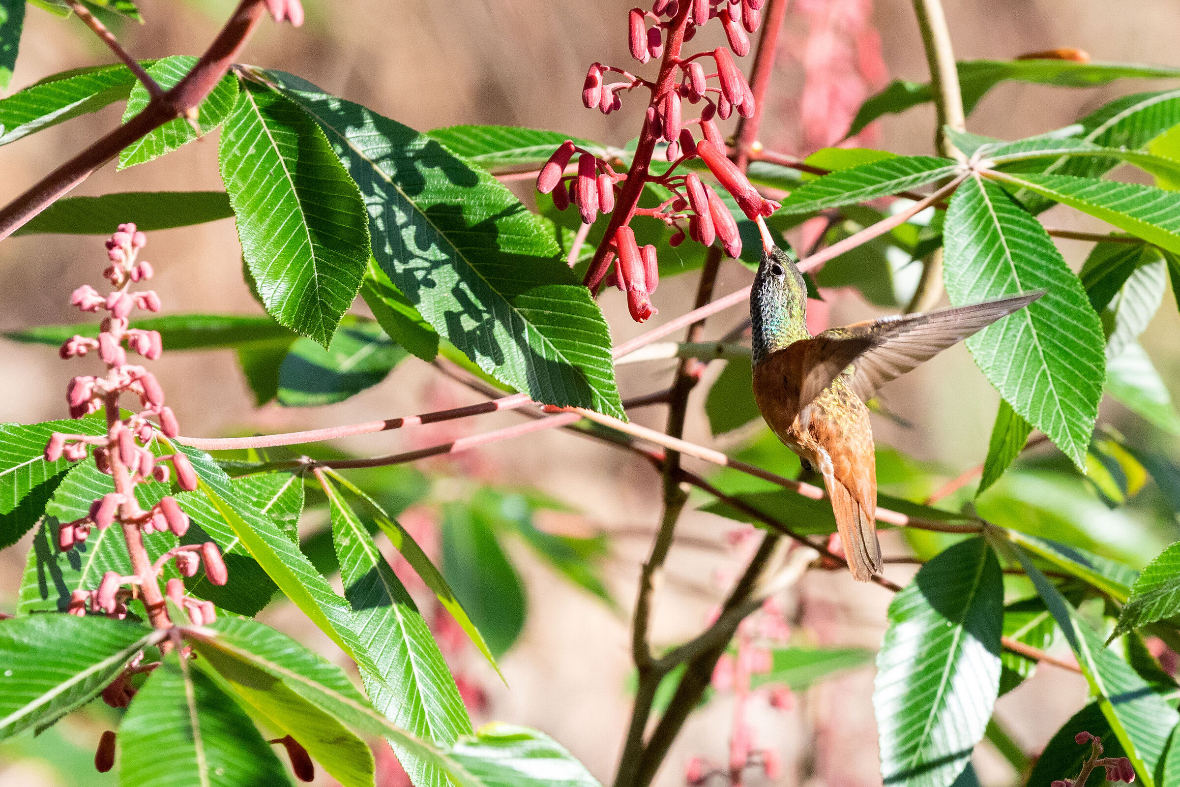 Colibrì