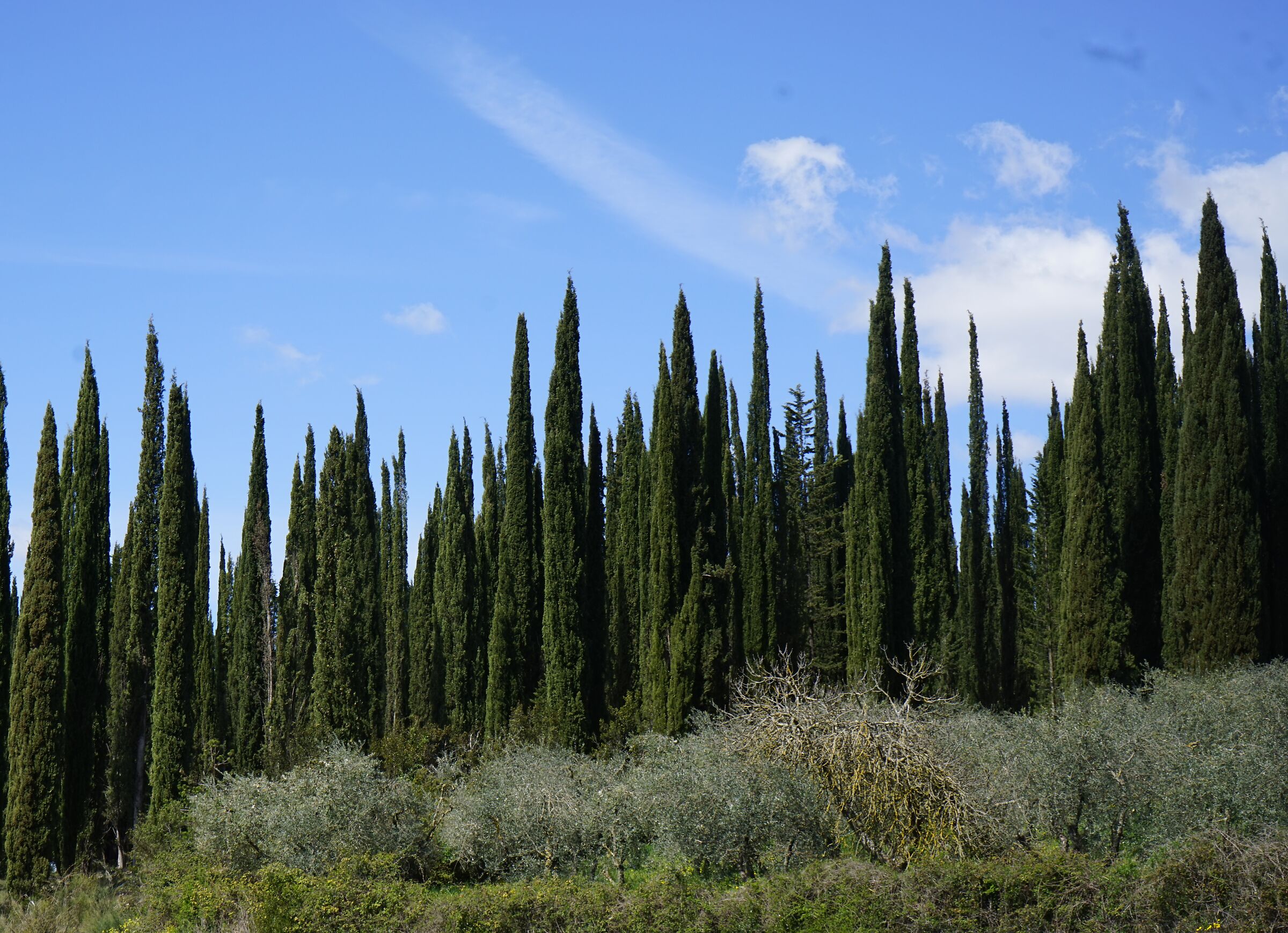 Cipressi in Maremma