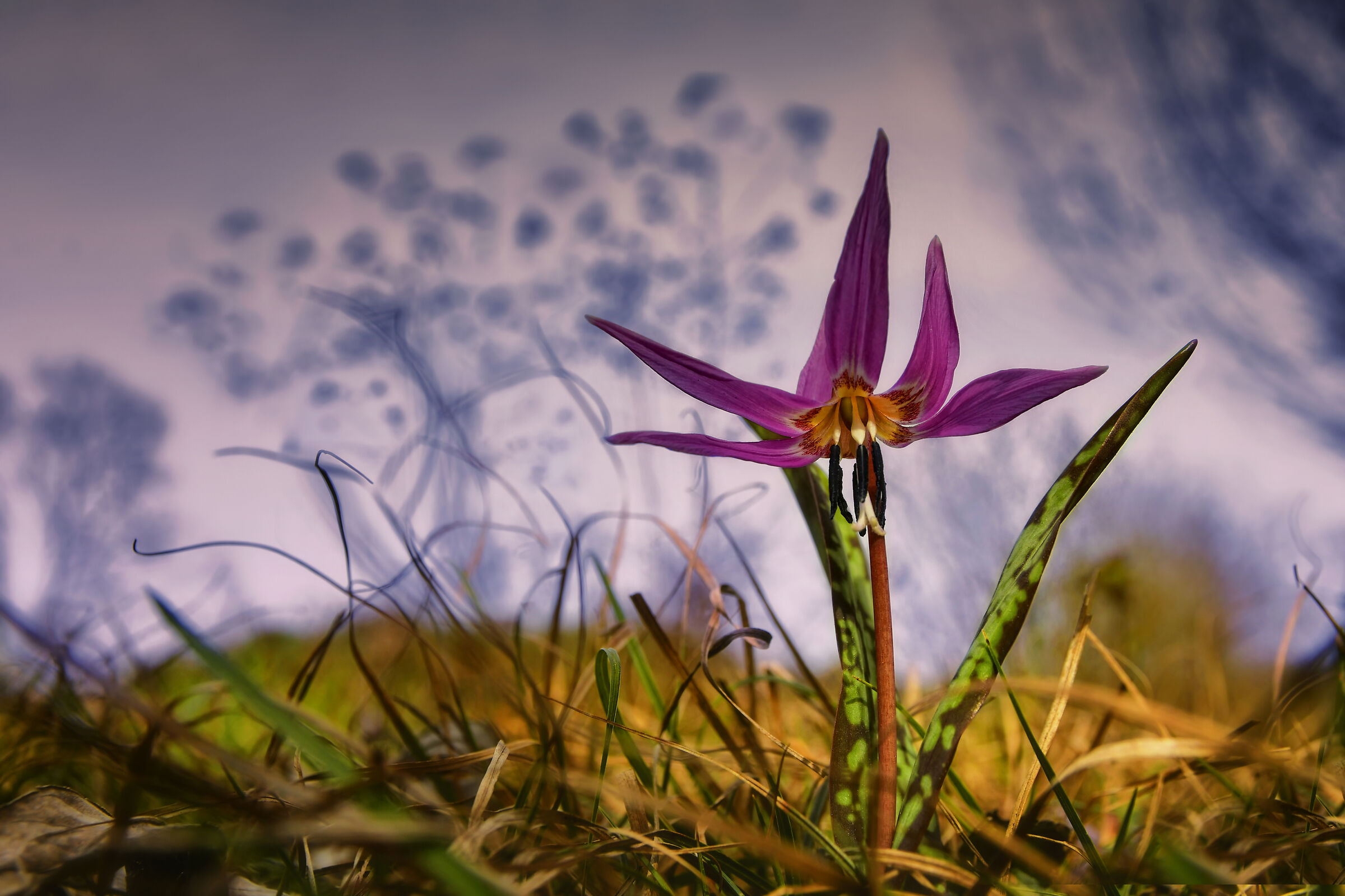 Protagonista in viola