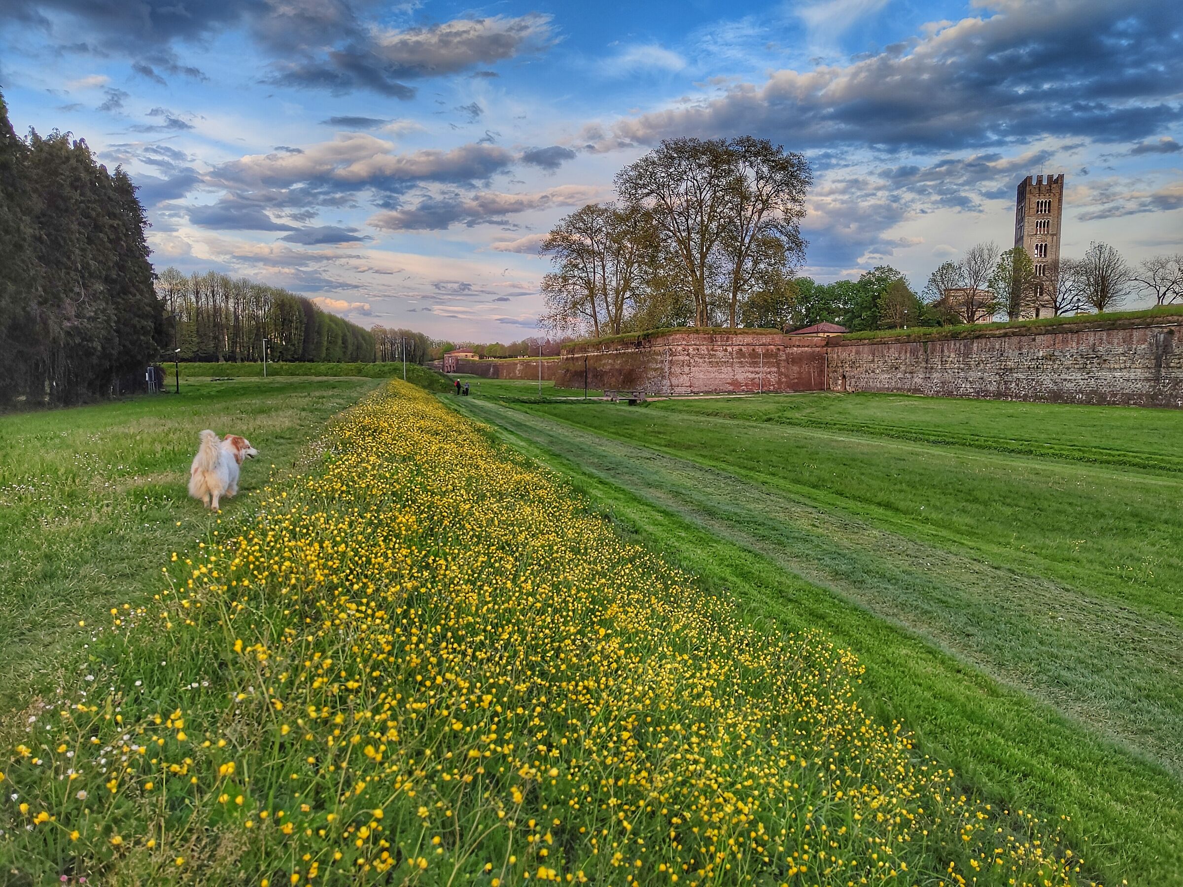 Gli spalti delle mura di Lucca