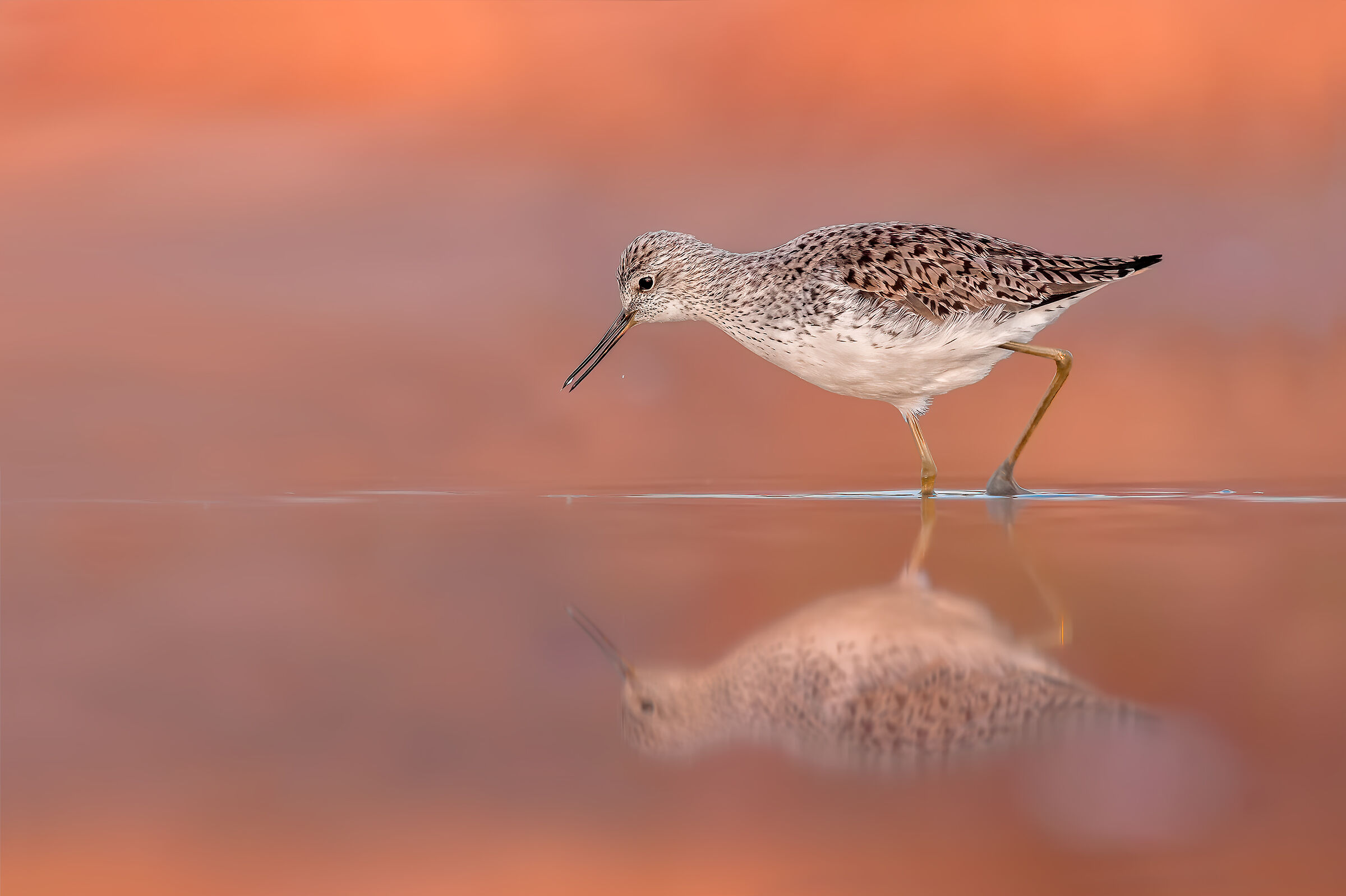 Marsh sandpiper