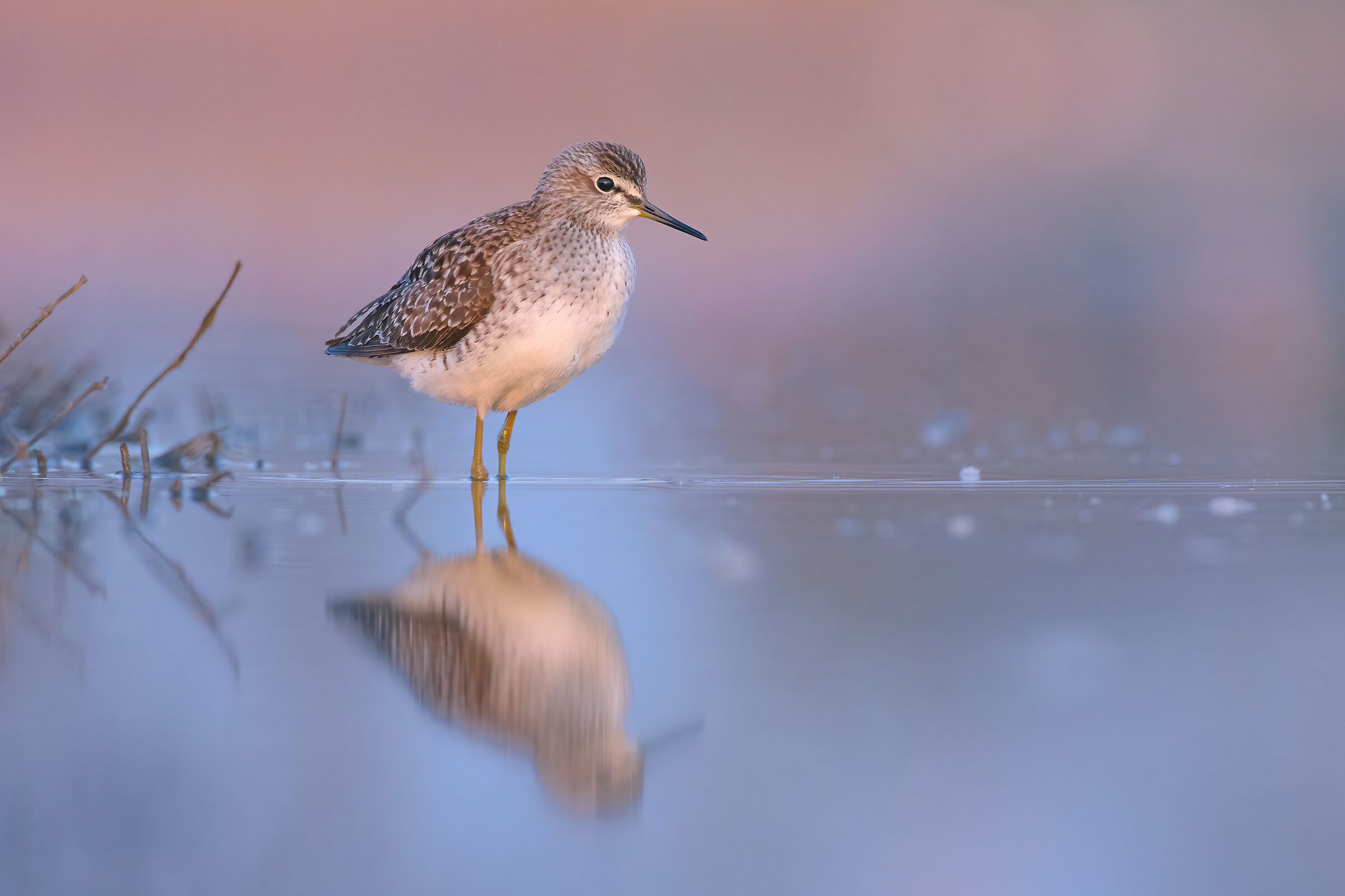 Sandpiper sandpiper