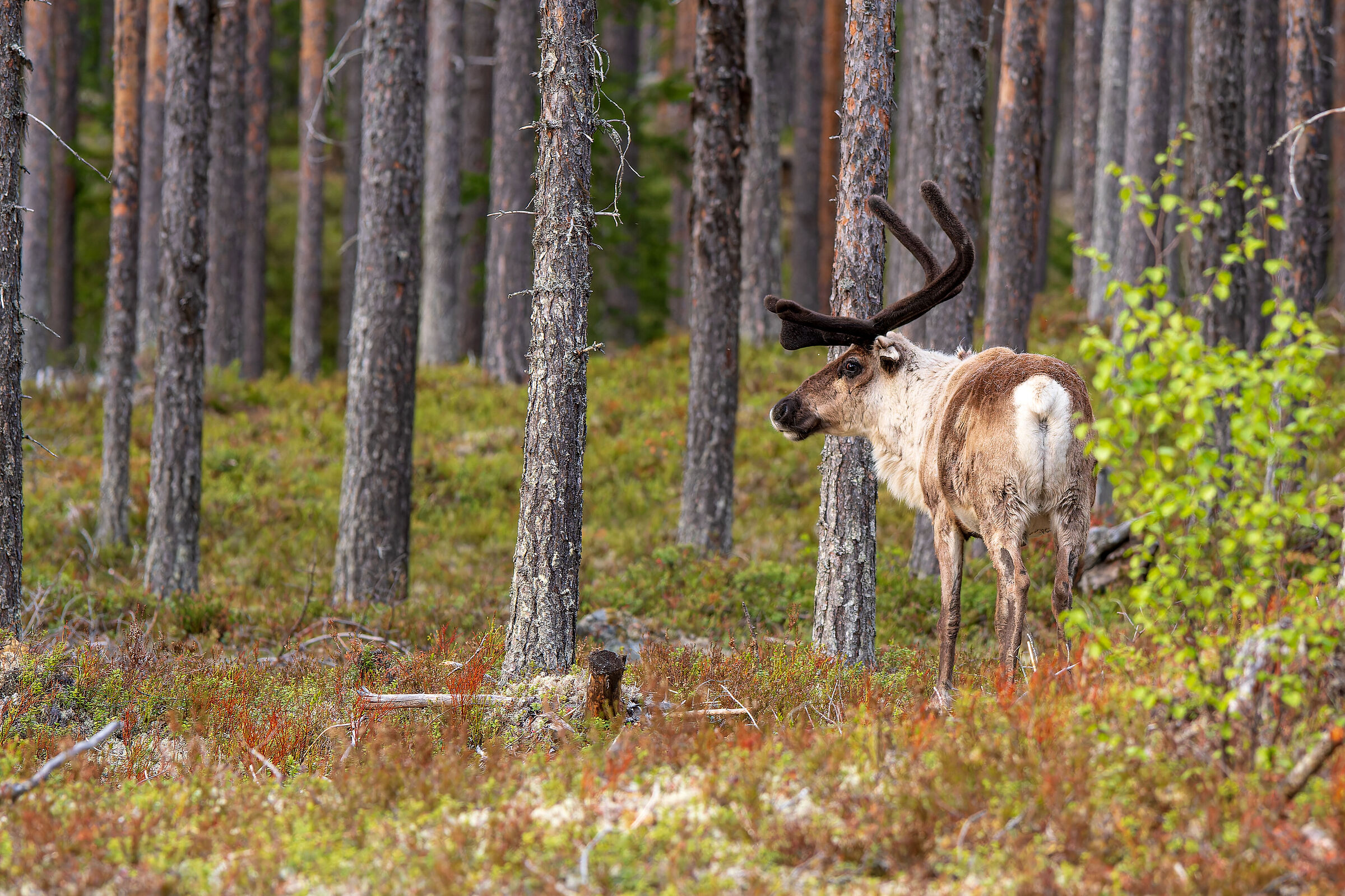 Renna in Härjedalen