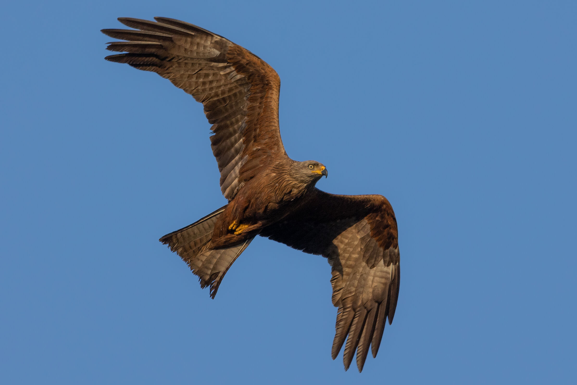black kite
