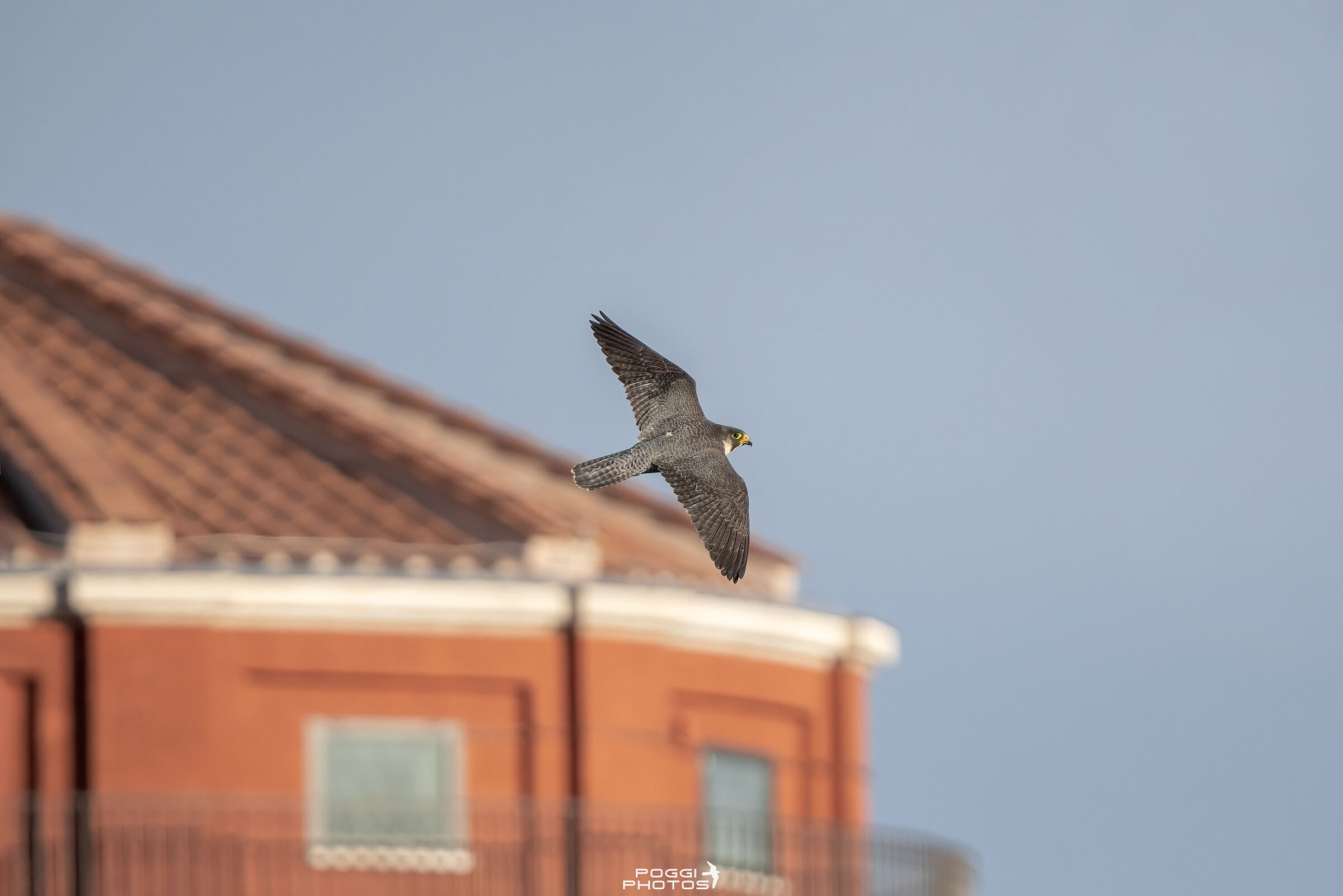 Peregrine falcon in turn